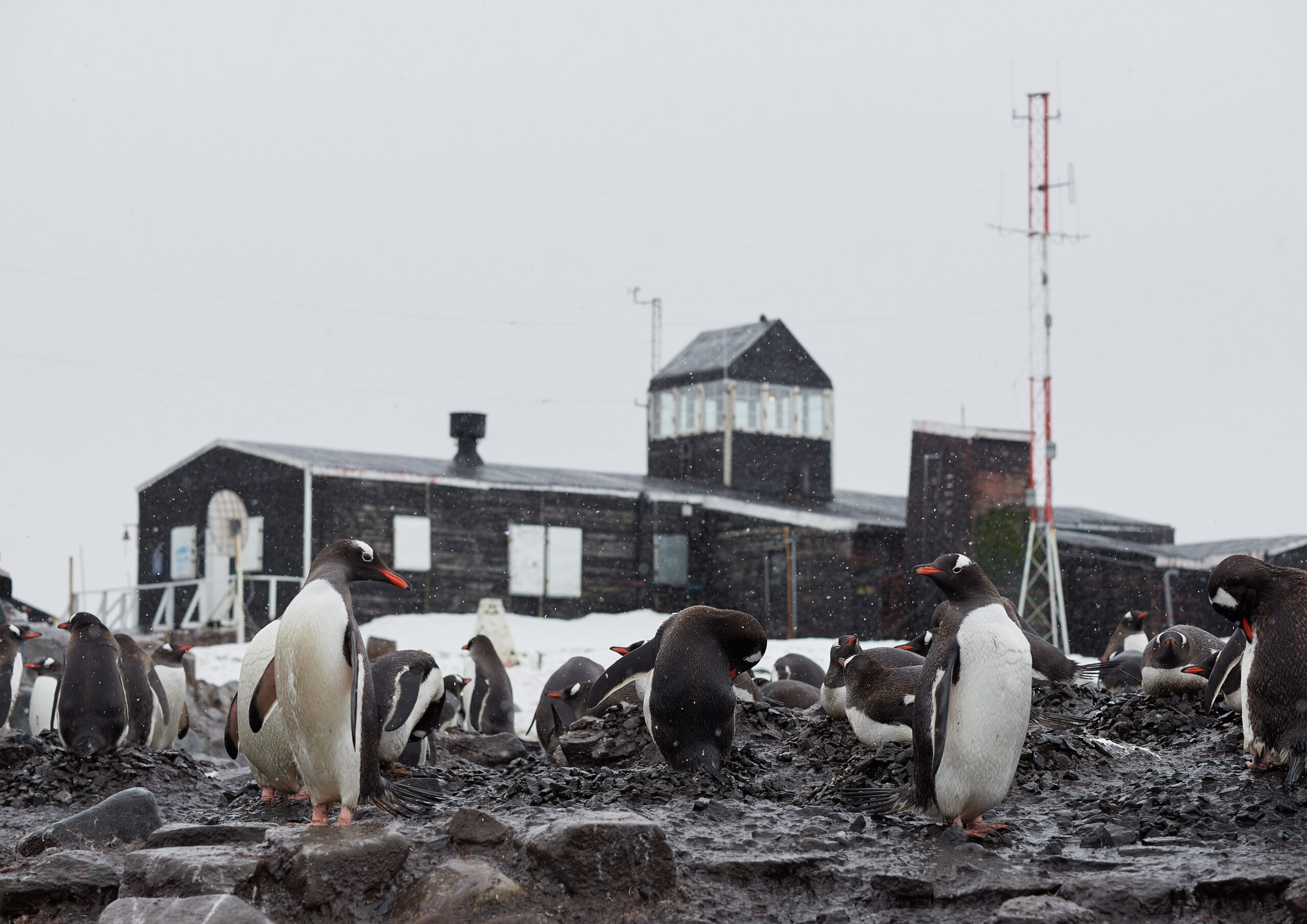 Paradise Bay Base Presidente gabriel Gonzalez Videla Chile Antaarctica Antarktida základna Gentoo penguin Pygoscelis papua