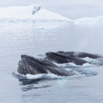 Humpback whales @ Antarctica - Keporkak Megaptera novaeangliae