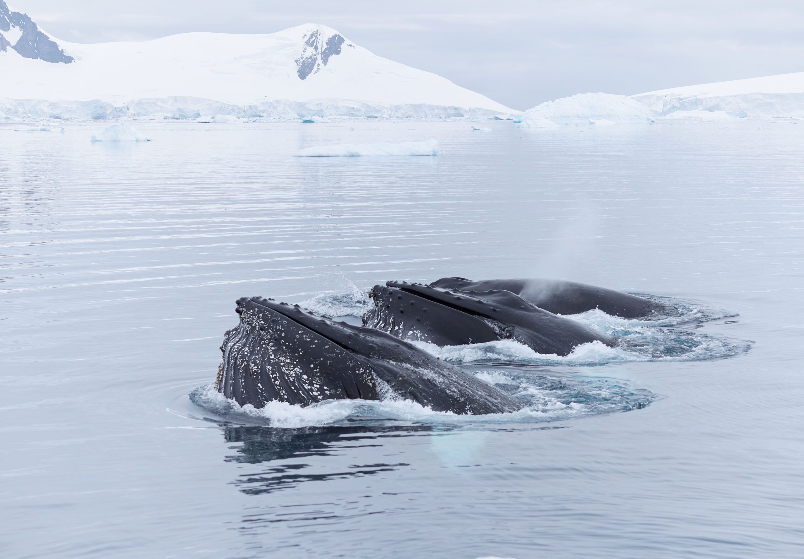 Humpback whales @ Antarctica - Keporkak Megaptera novaeangliae