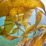 beagle channel ushuaia diving freediving kelp los lobos