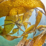 beagle channel ushuaia diving freediving kelp los lobos