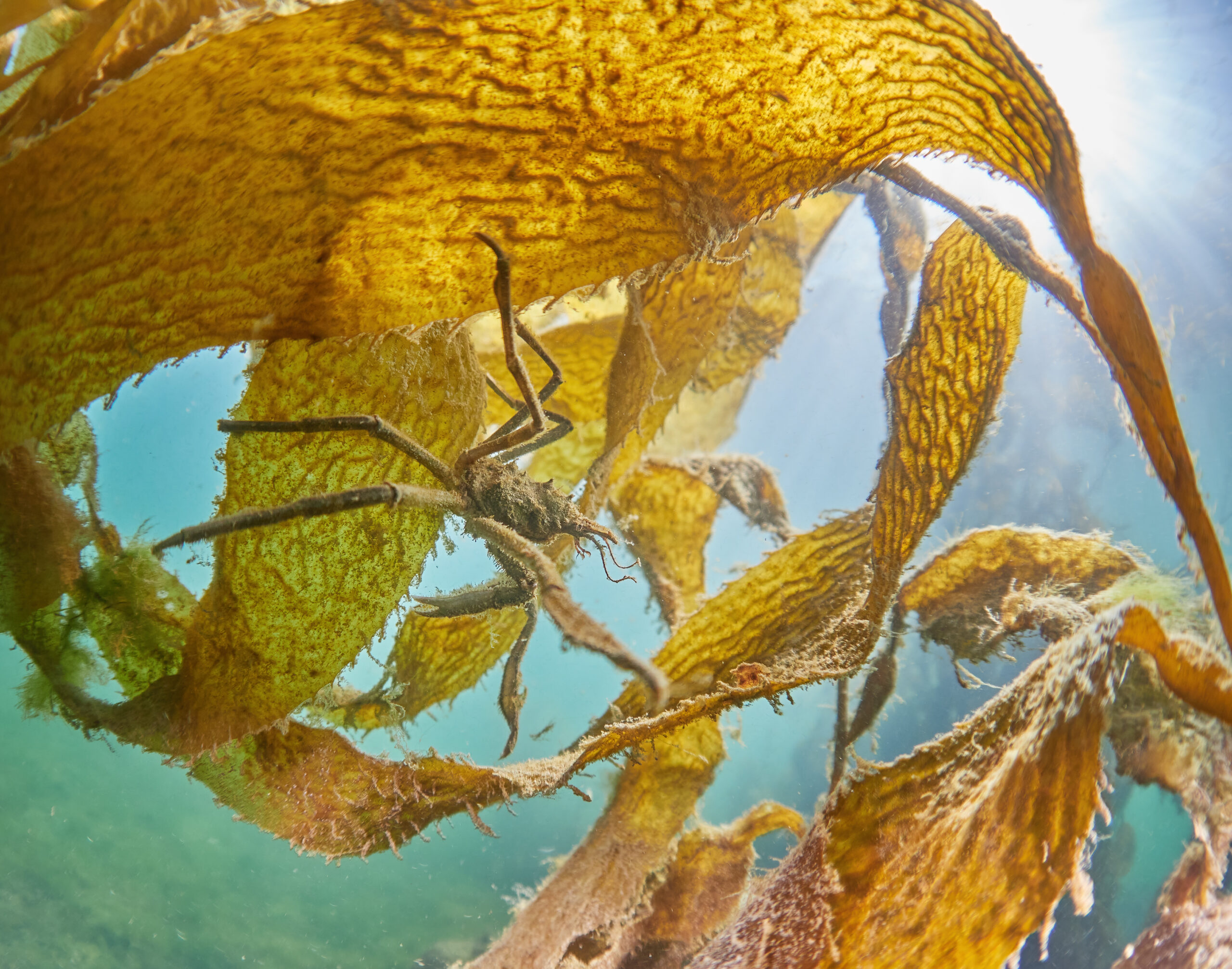 beagle channel ushuaia diving freediving kelp los lobos 