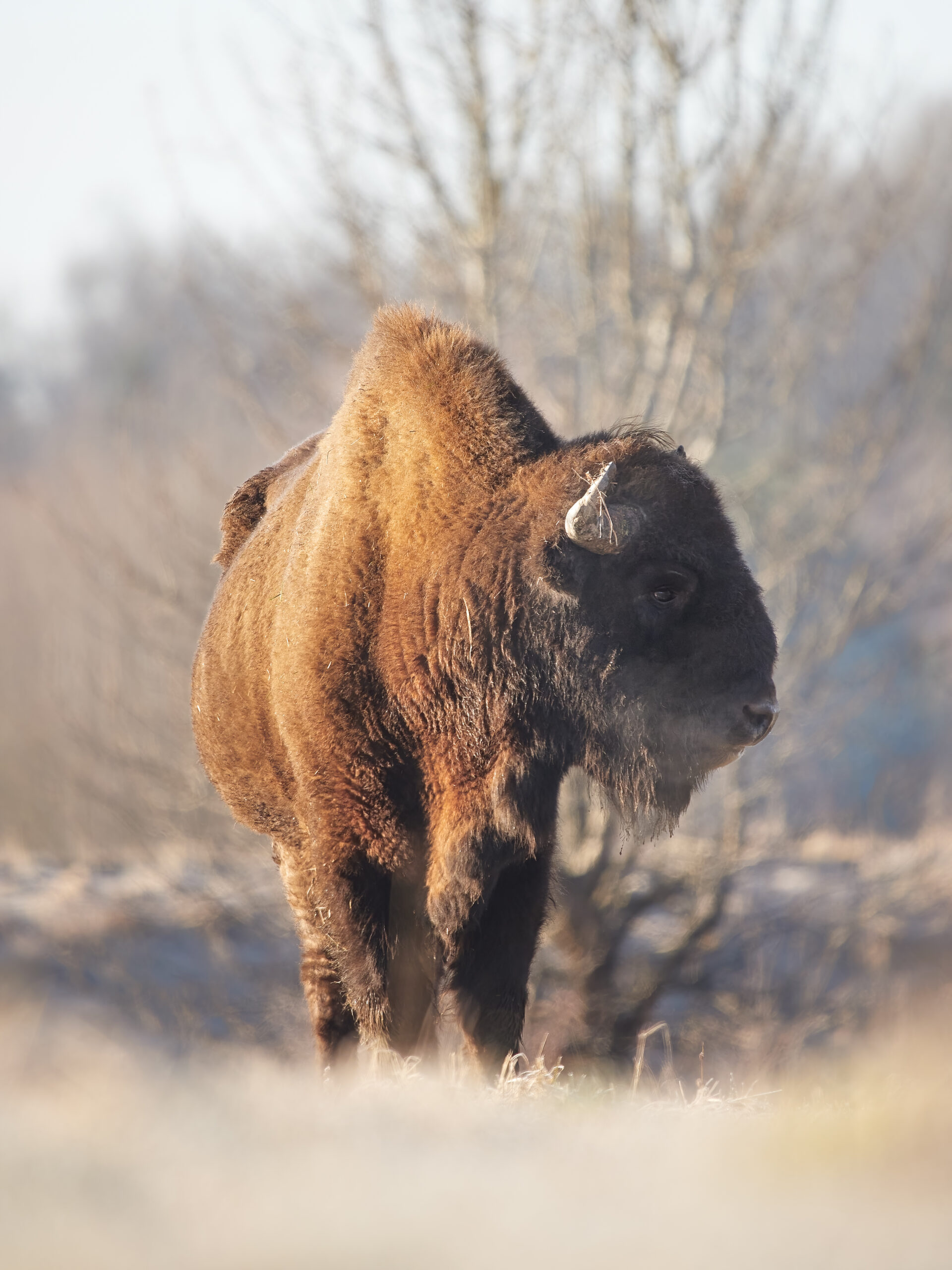 Zubr Bison bonasus @ Białowieża Forest (Белавежская пушча/Puszcza Białowieska) 