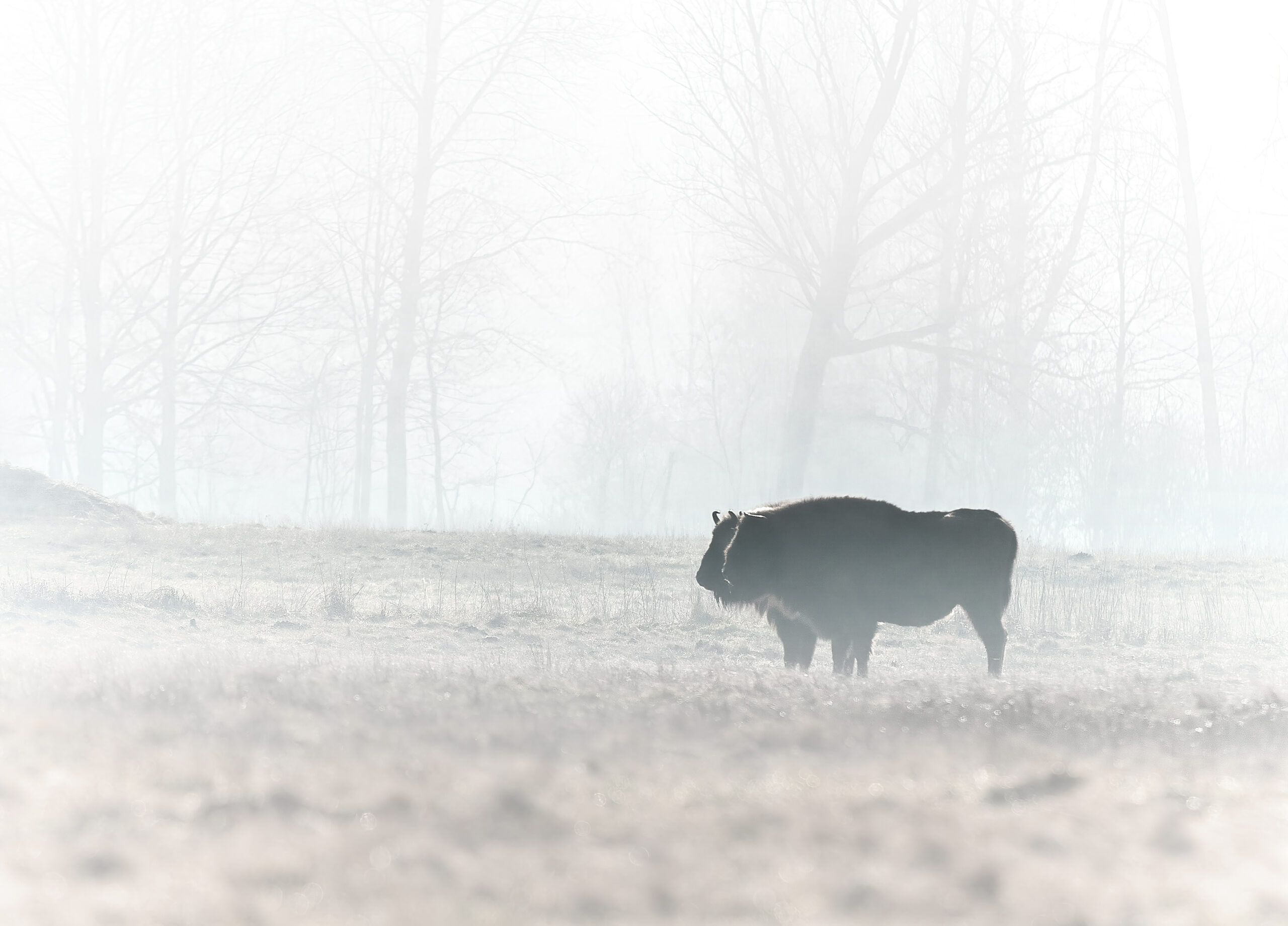 Zubr Bison bonasus @ Białowieża Forest (Белавежская пушча/Puszcza Białowieska) 