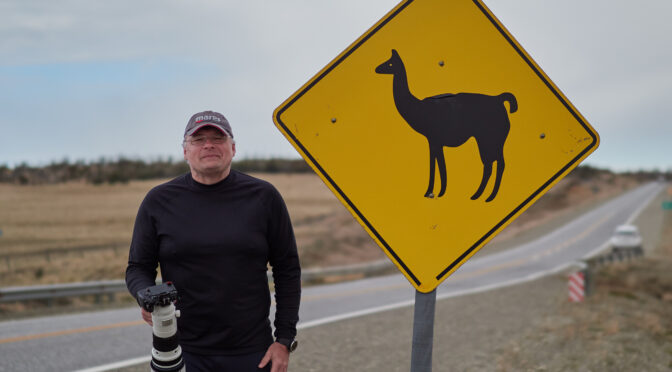 Tierra del Fuego wildlife