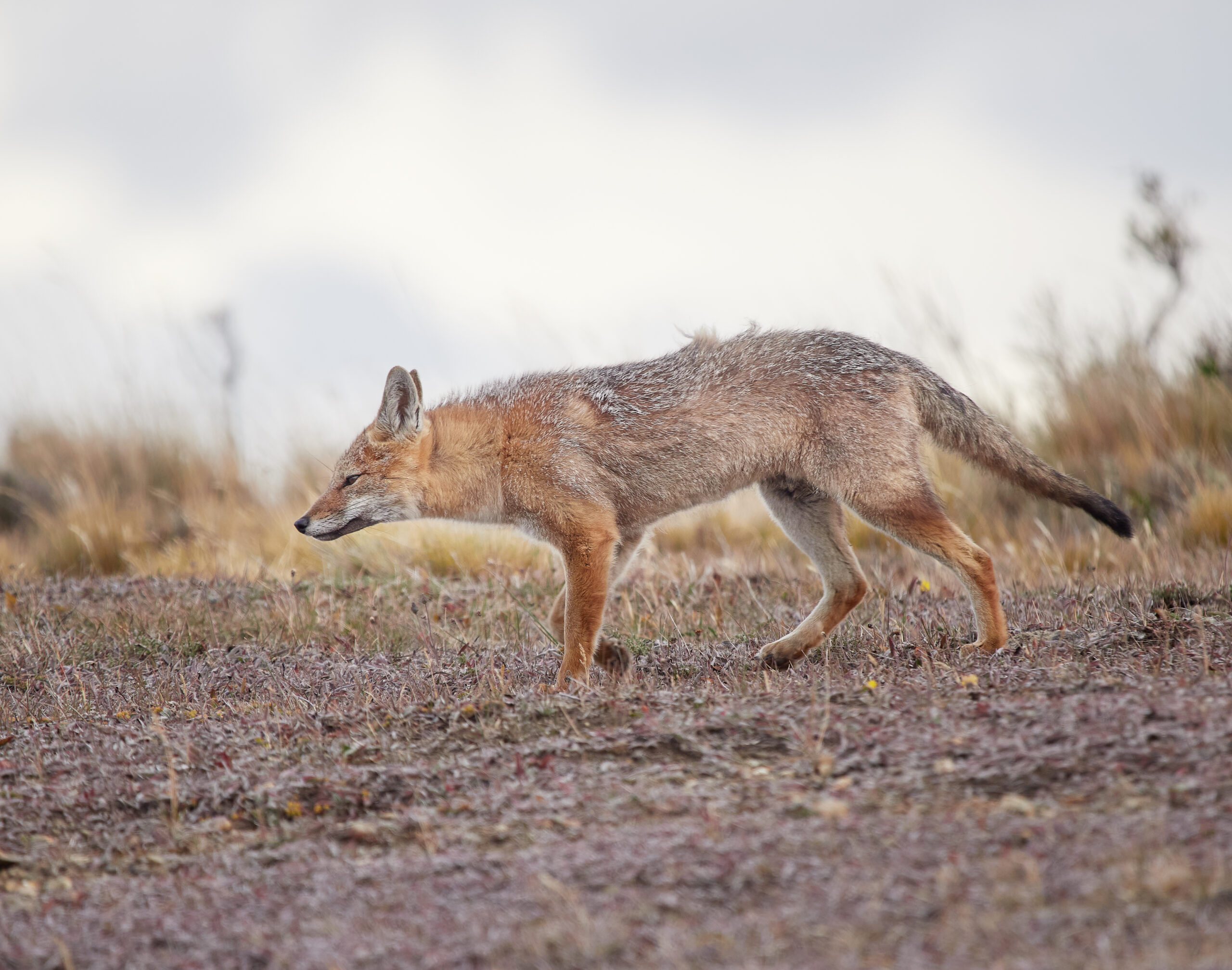 Tierra del Fuego wildlife