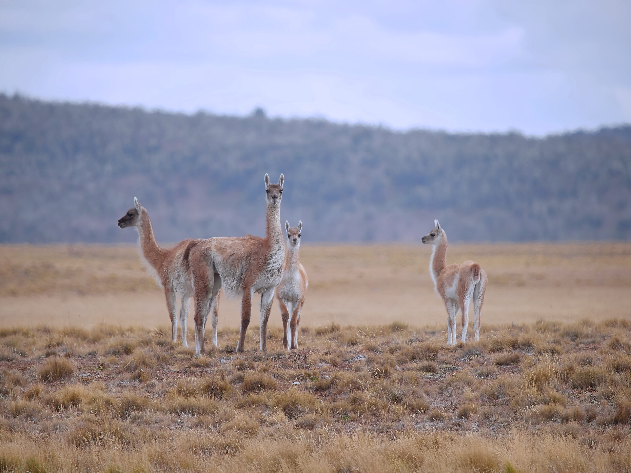 Tierra del Fuego wildlife