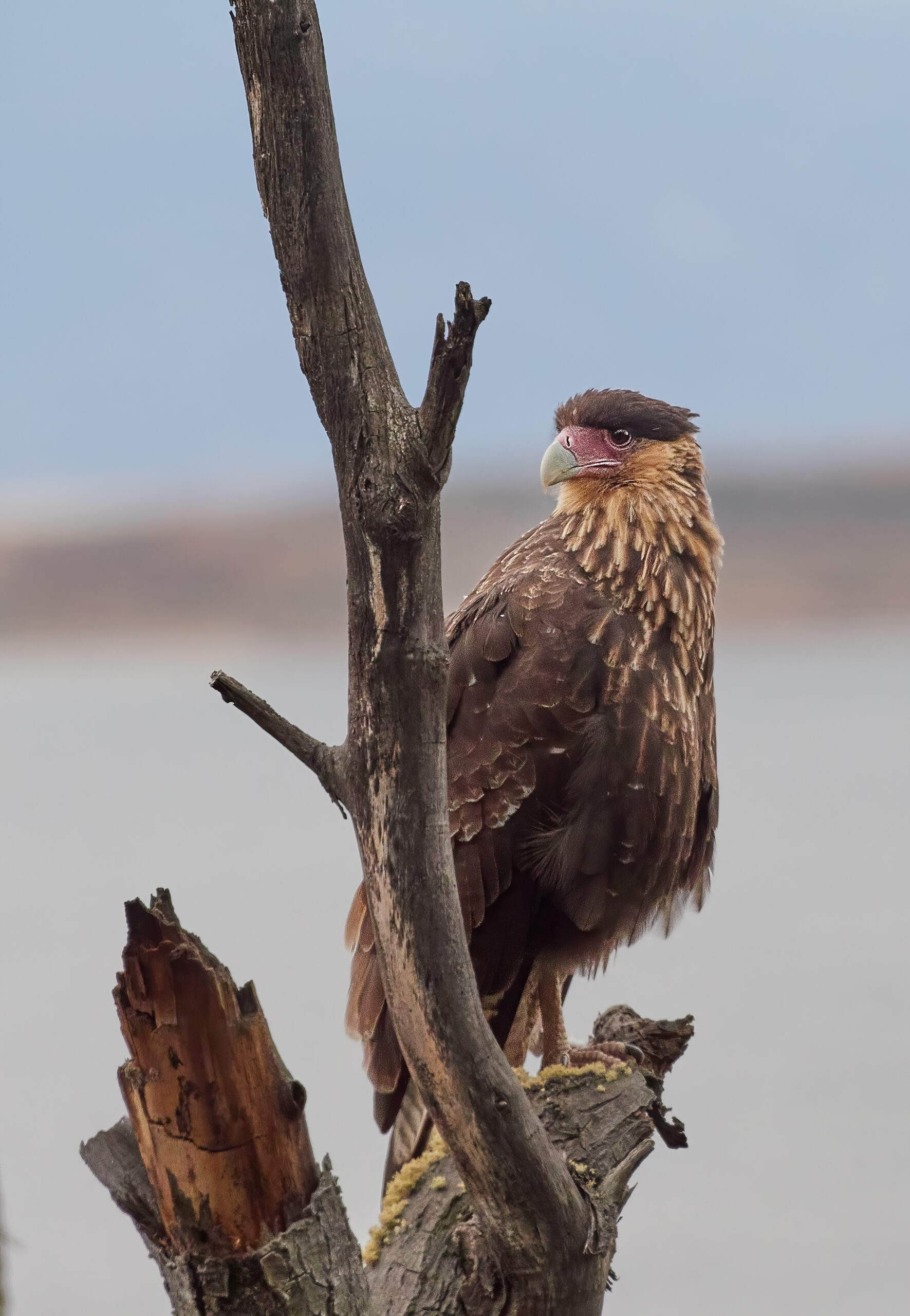 Tierra del Fuego wildlife