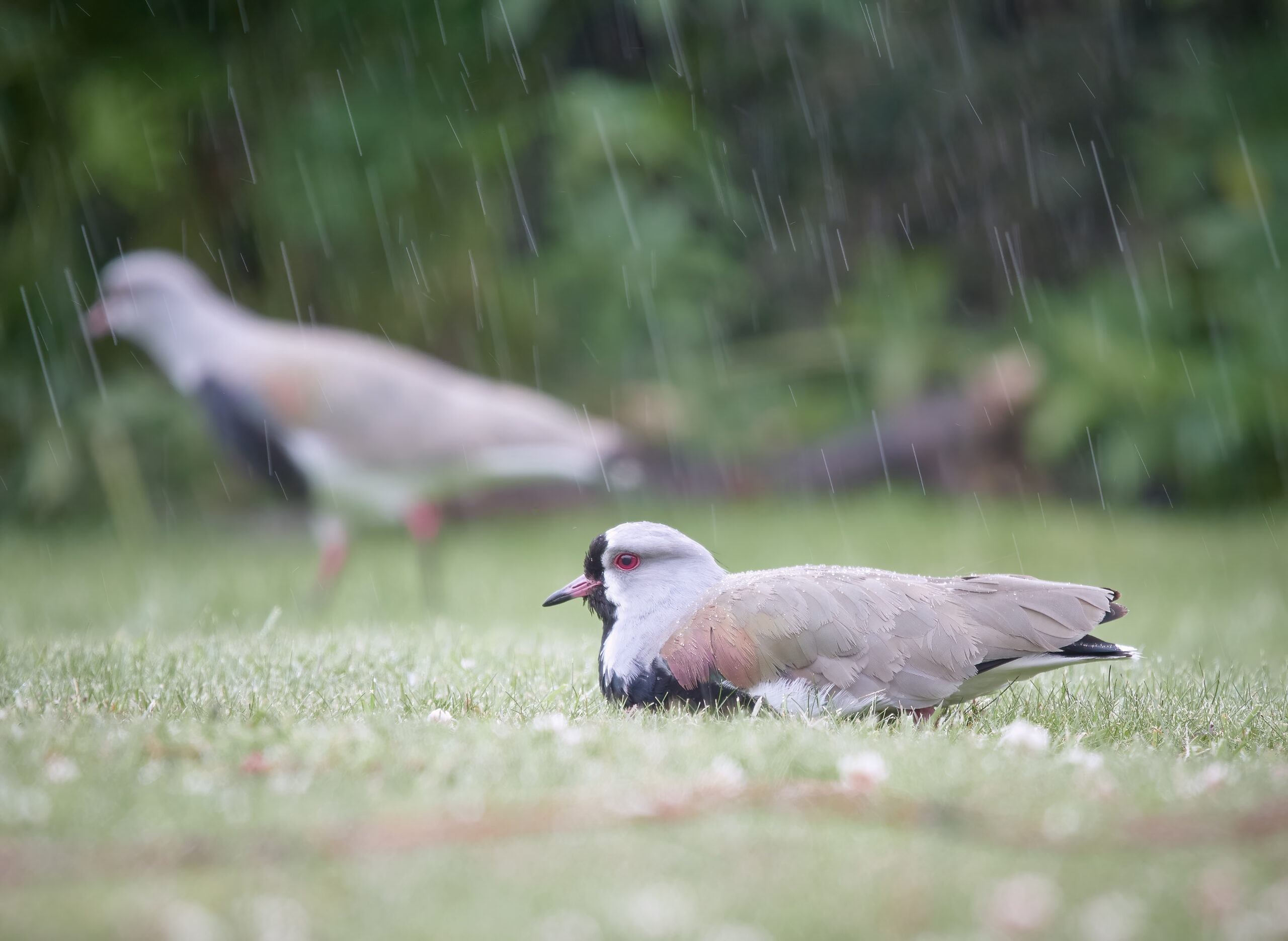 Tierra del Fuego wildlife