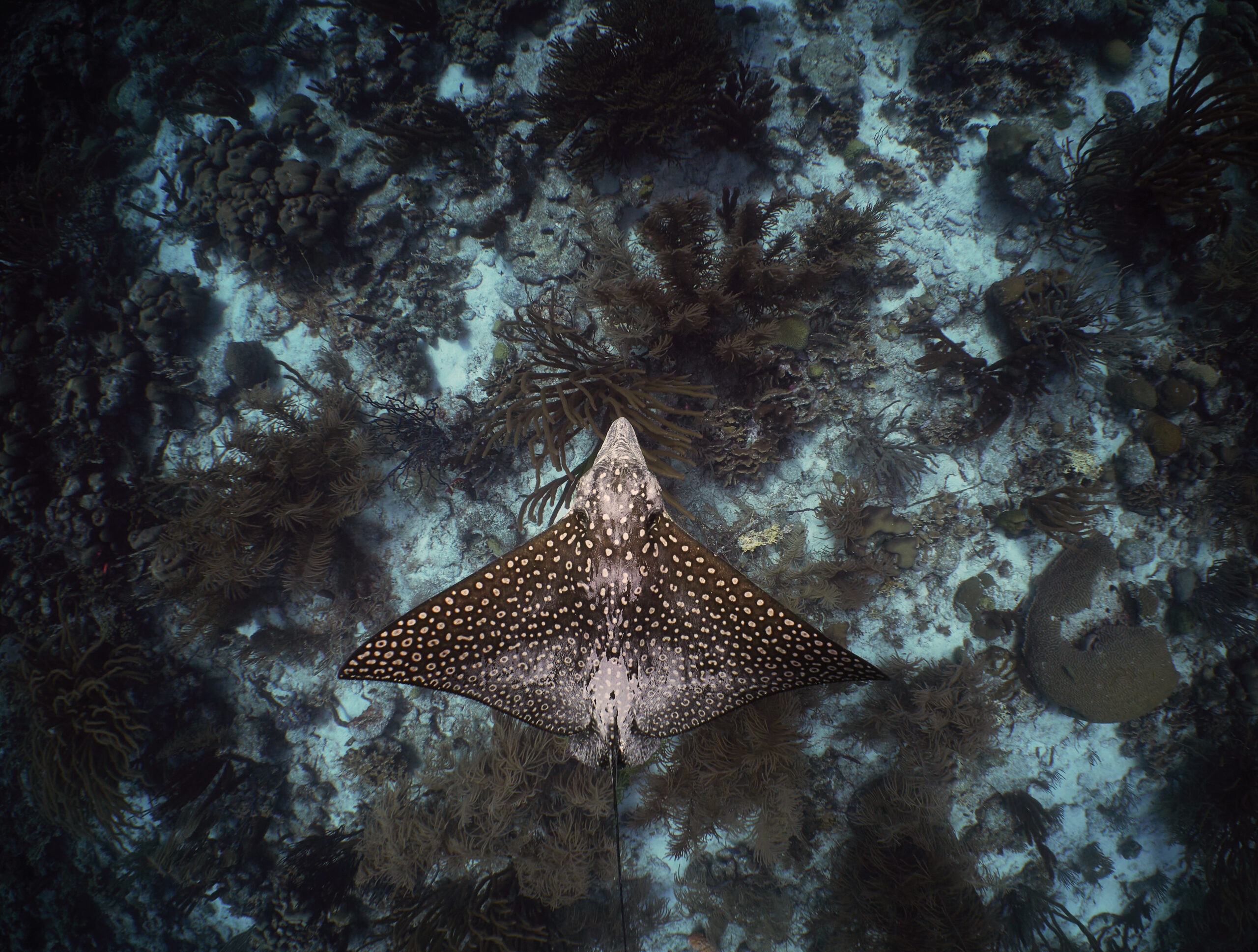 nvisibles @ Bonaire: Spotted eagle ray (Aetobatus narinari) - siba skvrnitá freediving diving