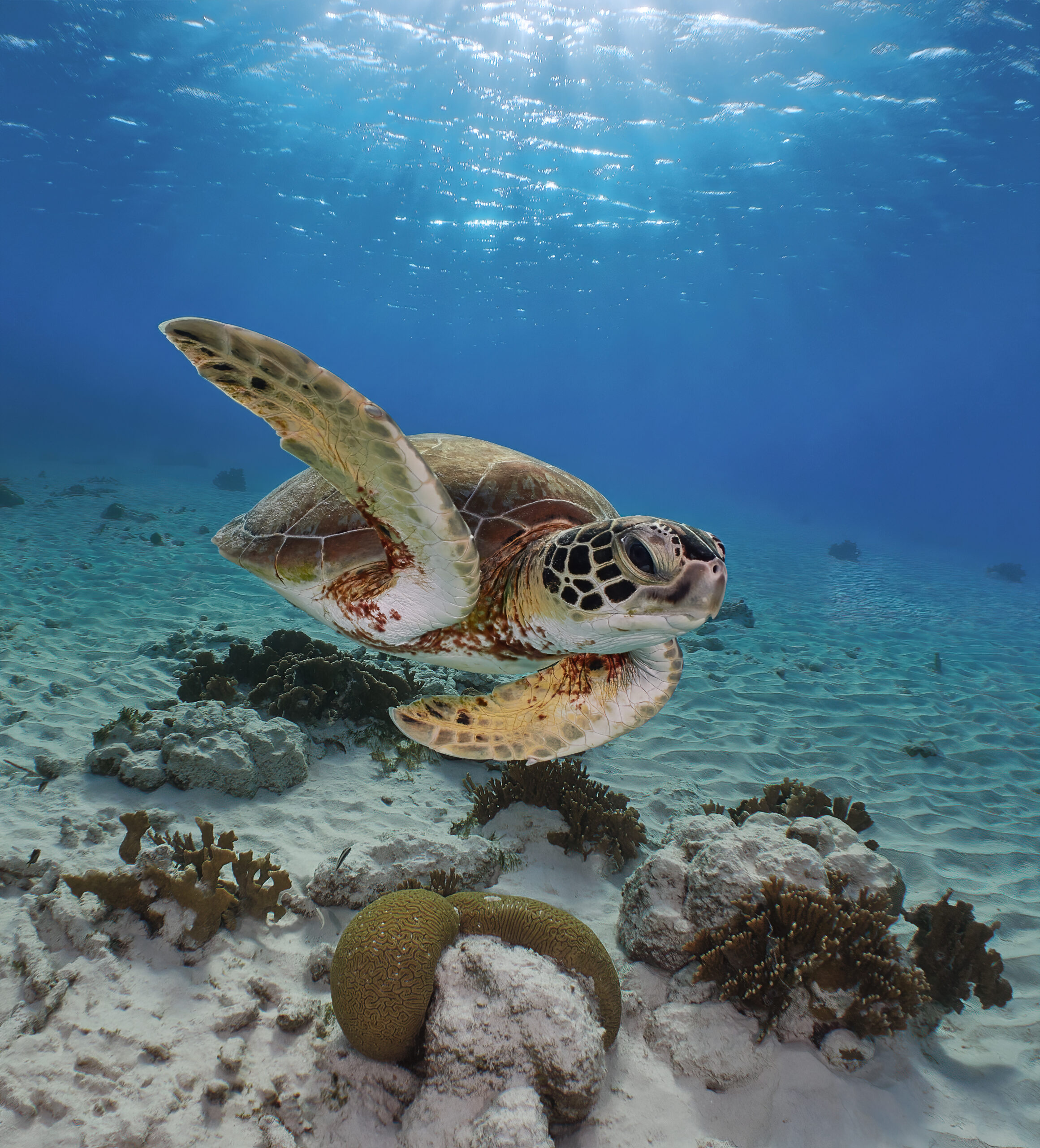 aennie's Glory @ Bonaire: Green turtle (Chelonia mydas) - kareta obrovská freediving diving