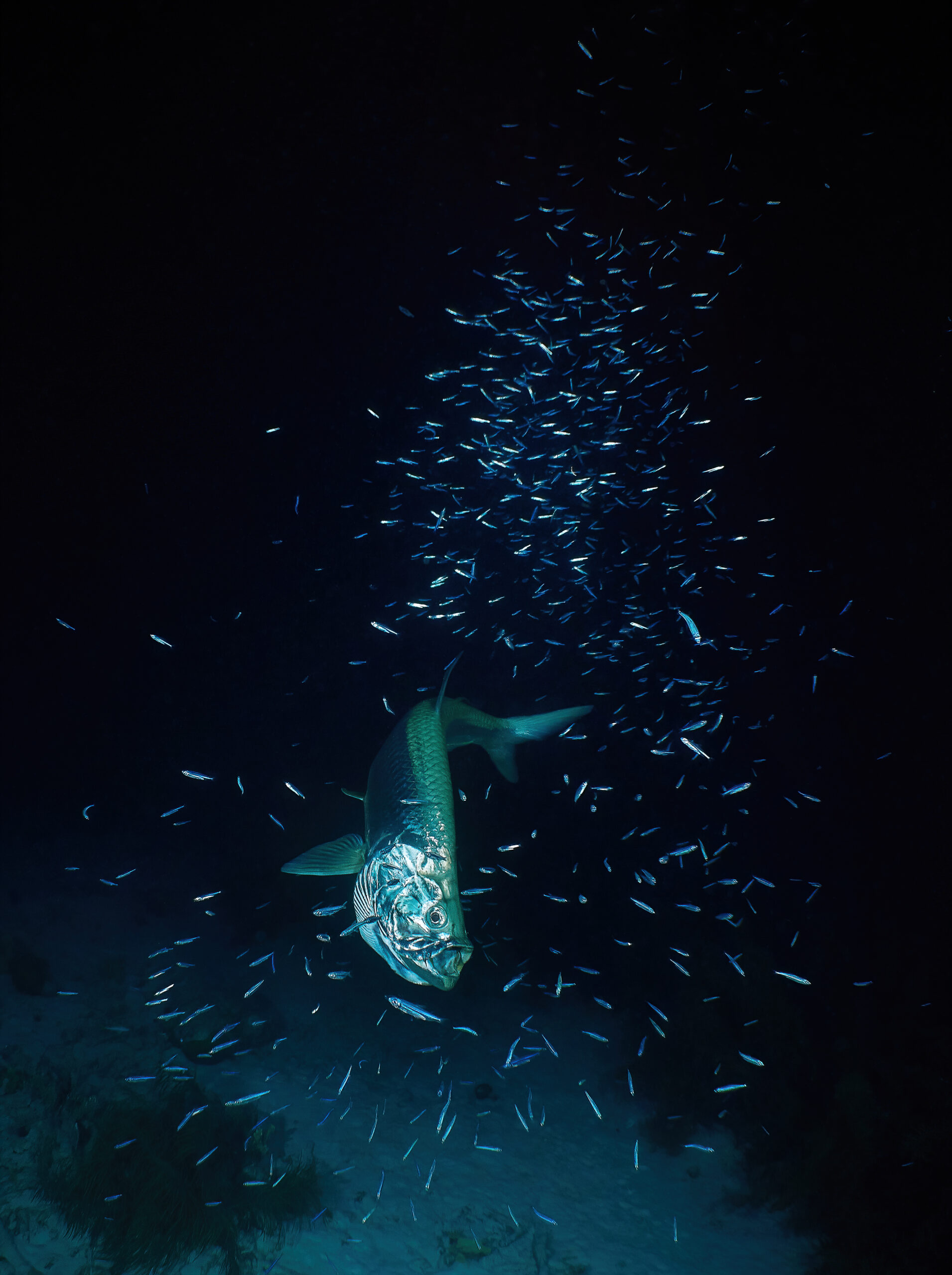 Chez Hines @ Bonaire: Atlantic tarpon (Megalops atlanticus) - tarpon atlantský freediving diving
