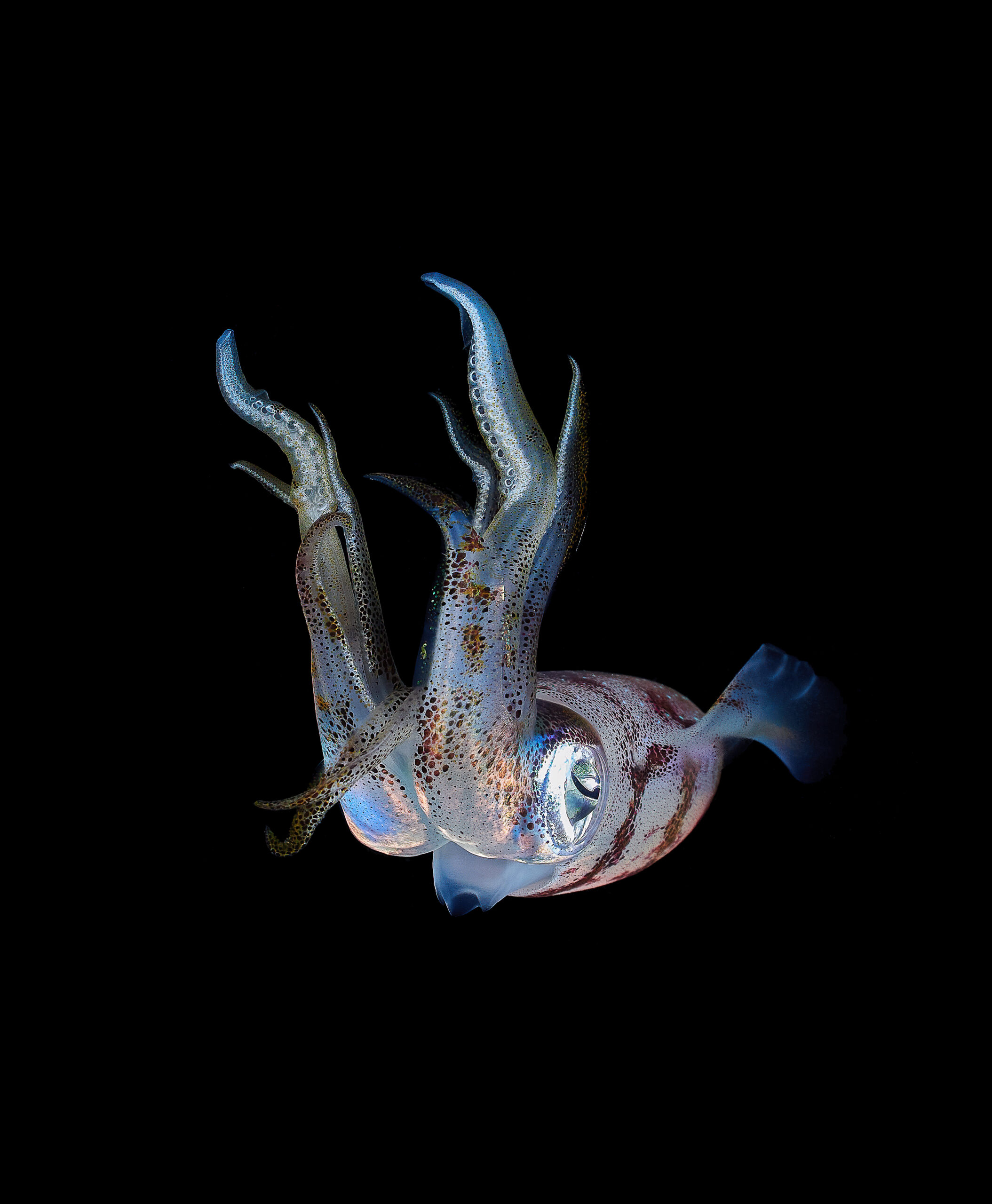 Caribbean reef squid (Sepioteuthis sepioidea) - oliheň karibská Bonaire freediving diving