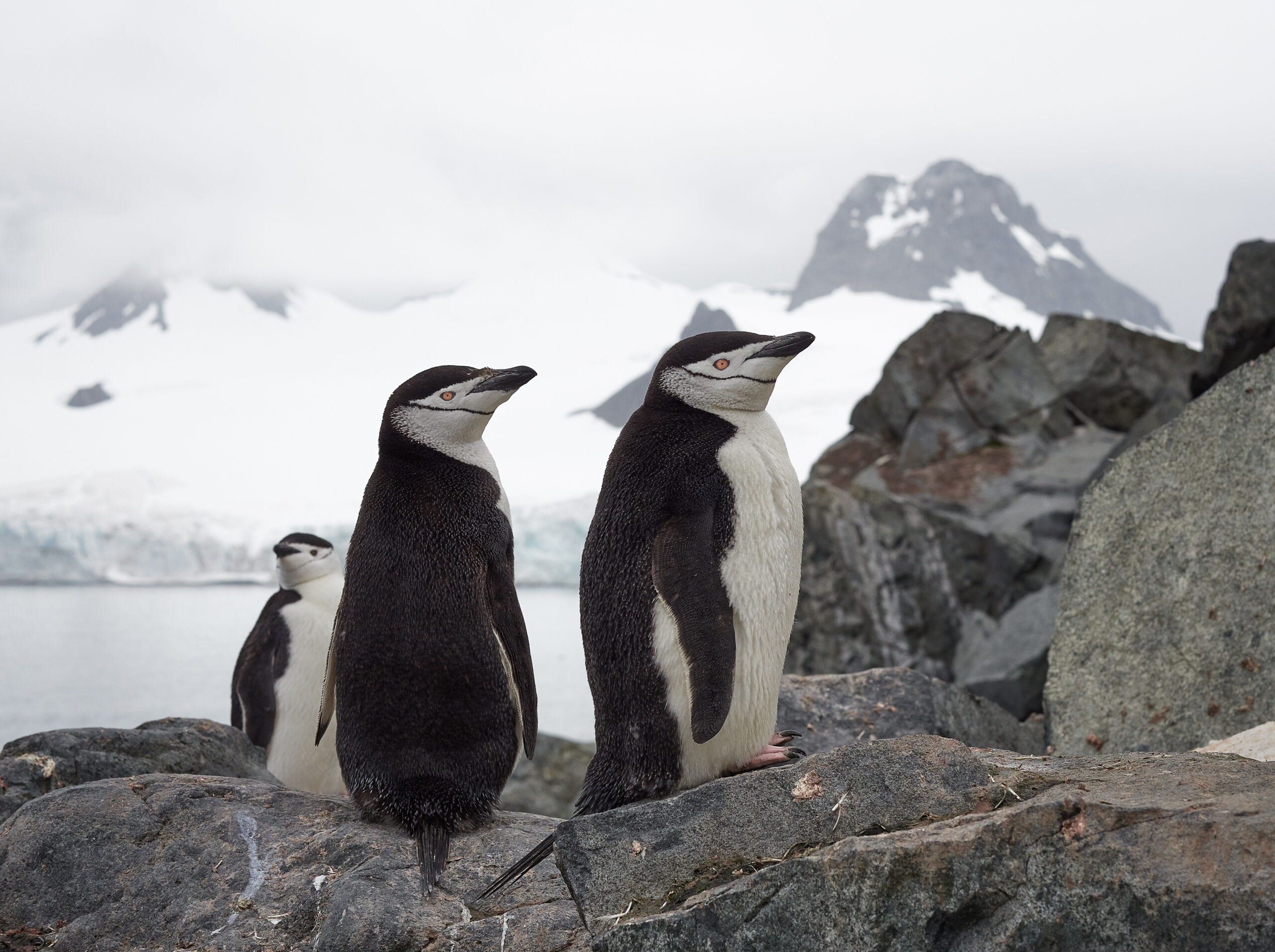 tučňák uzdičkový / chinstrap penguin (Pygoscelis antarcticus) Penguins @ Antarctica Olympus