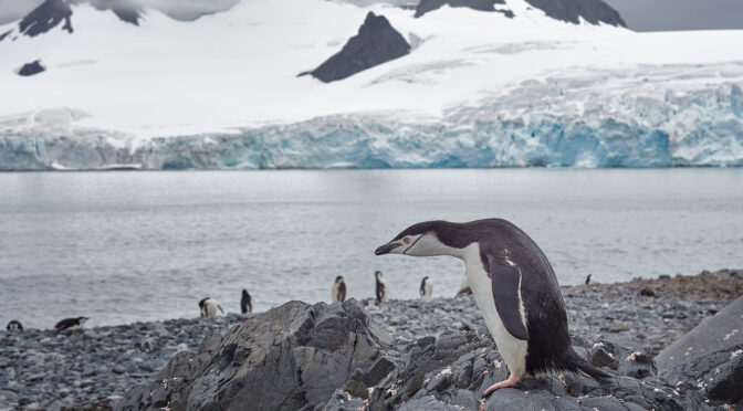 tučňák uzdičkový / chinstrap penguin (Pygoscelis antarcticus) Penguins @ Antarctica Olympus