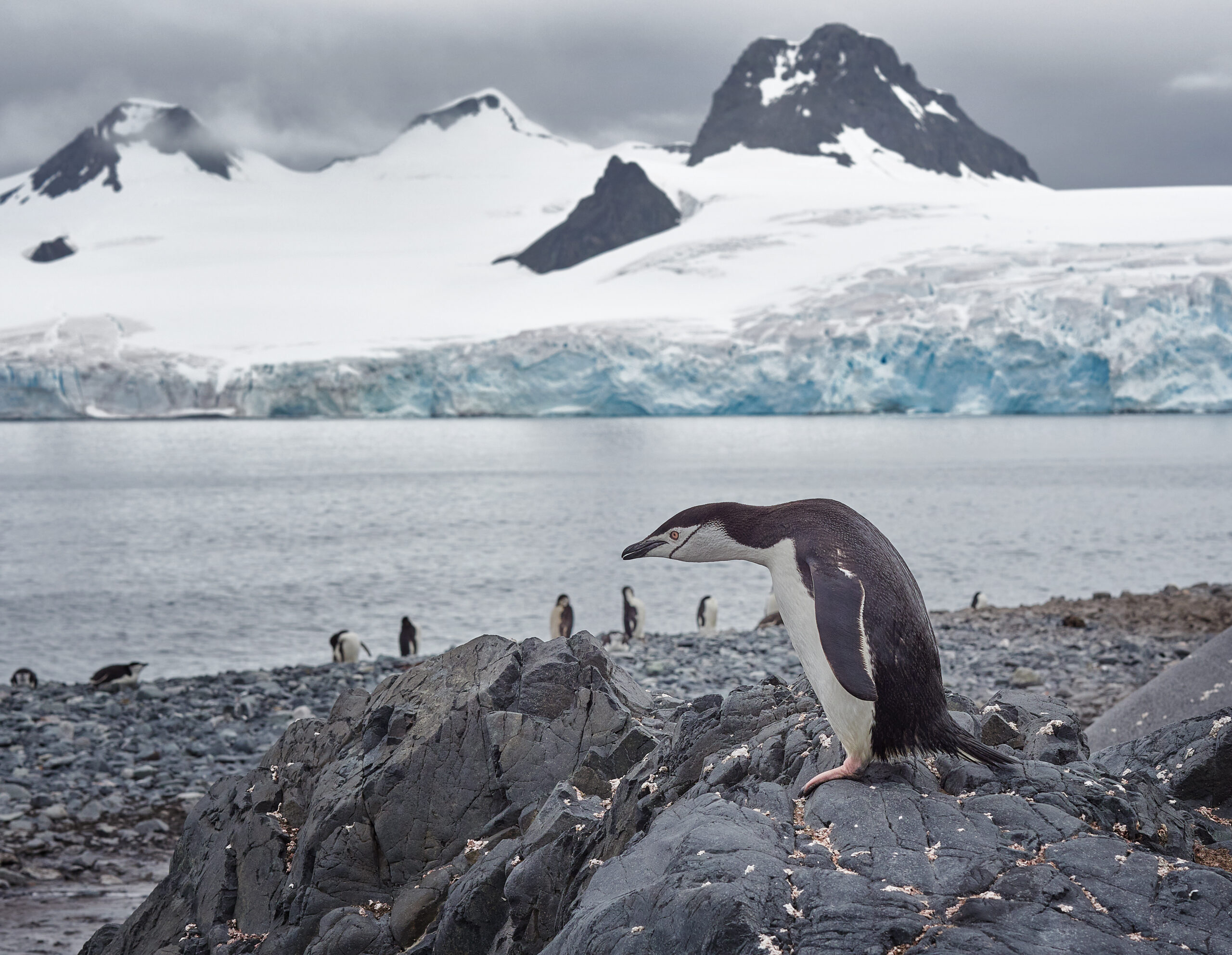 tučňák uzdičkový / chinstrap penguin (Pygoscelis antarcticus) Penguins @ Antarctica Olympus