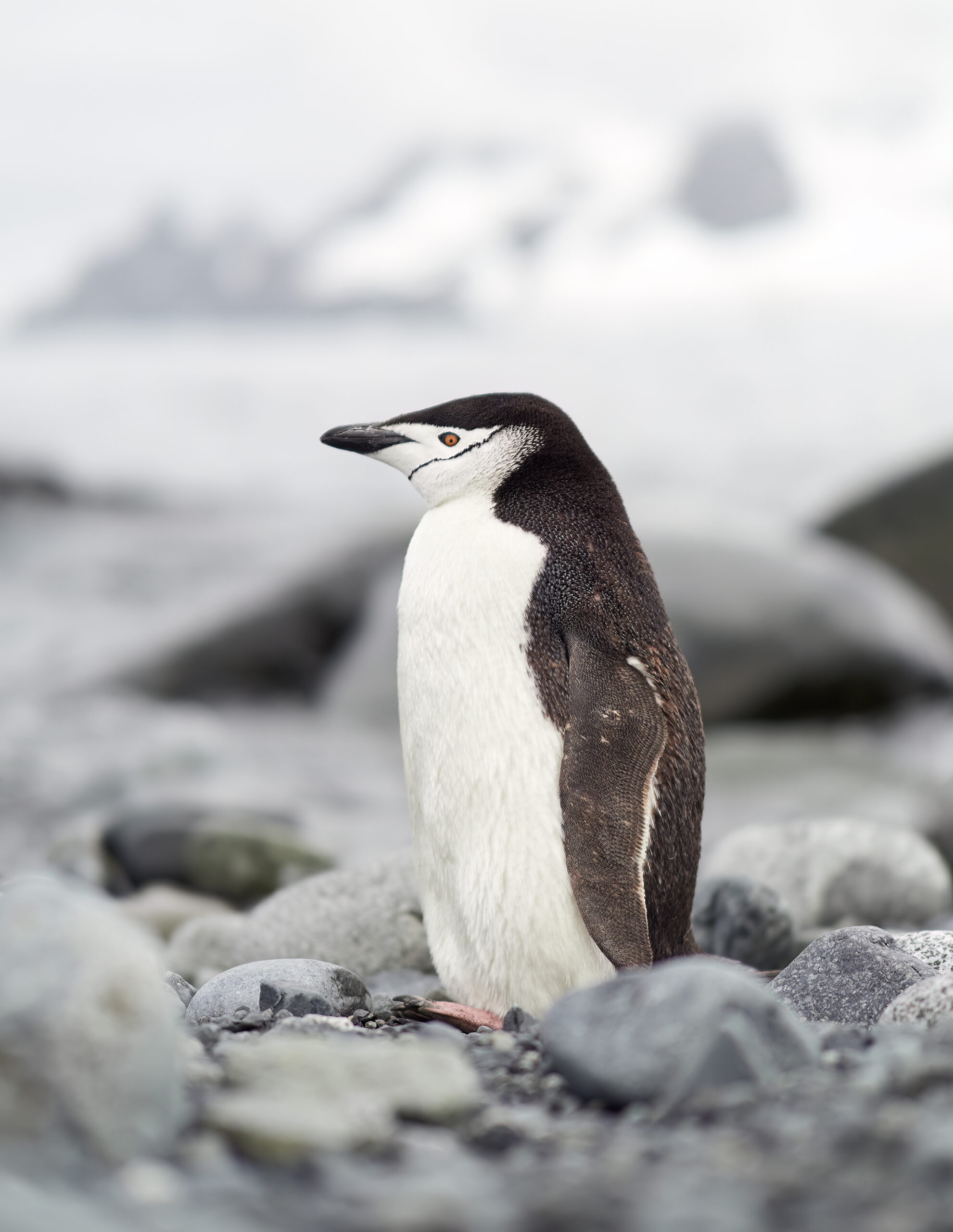 tučňák uzdičkový / chinstrap penguin (Pygoscelis antarcticus) Penguins @ Antarctica Olympus