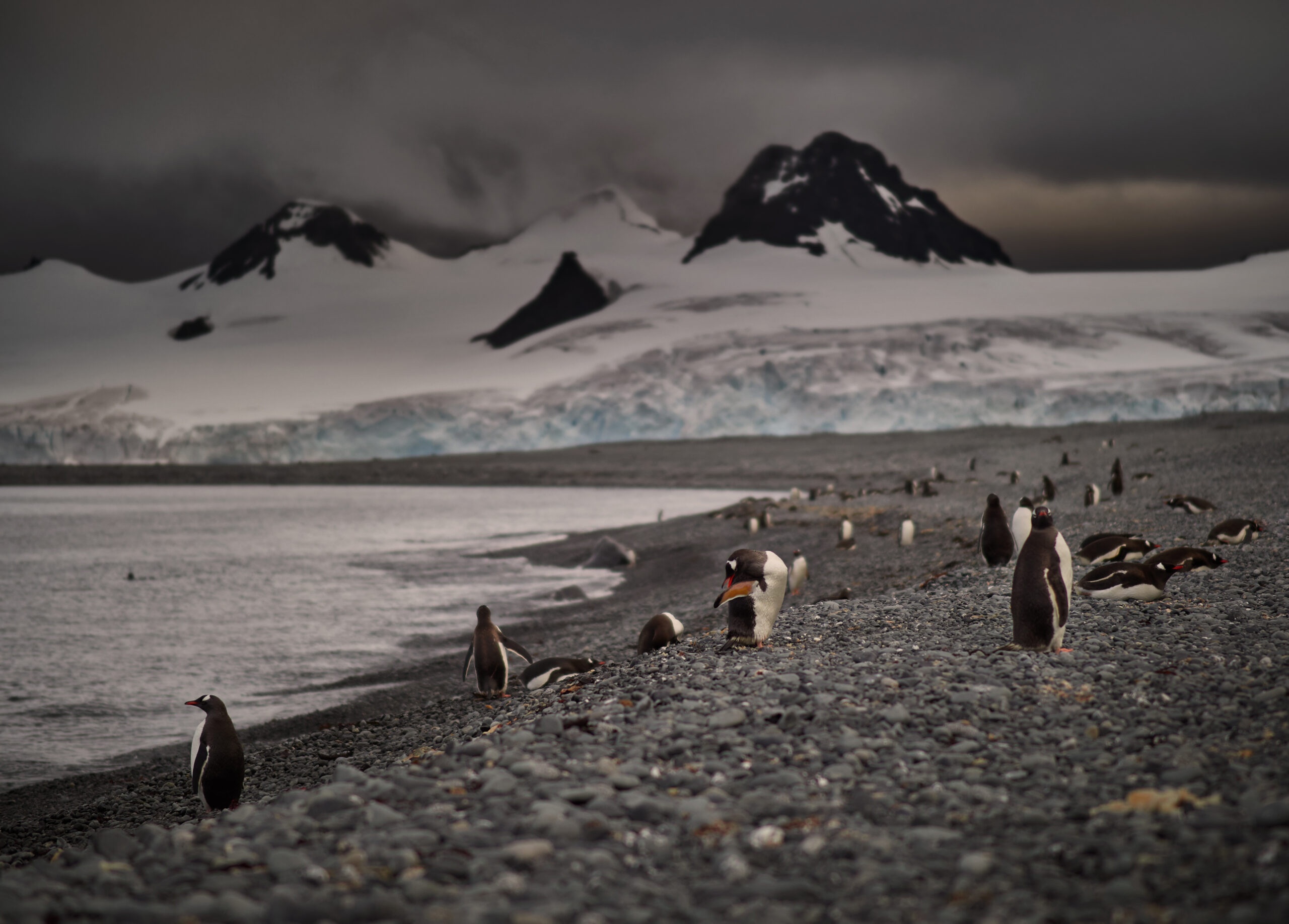 tučňák oslí / gentoo penguin (Pygoscelis papua) via Olympus E-M1III Penguins @ Antarctica Olympus