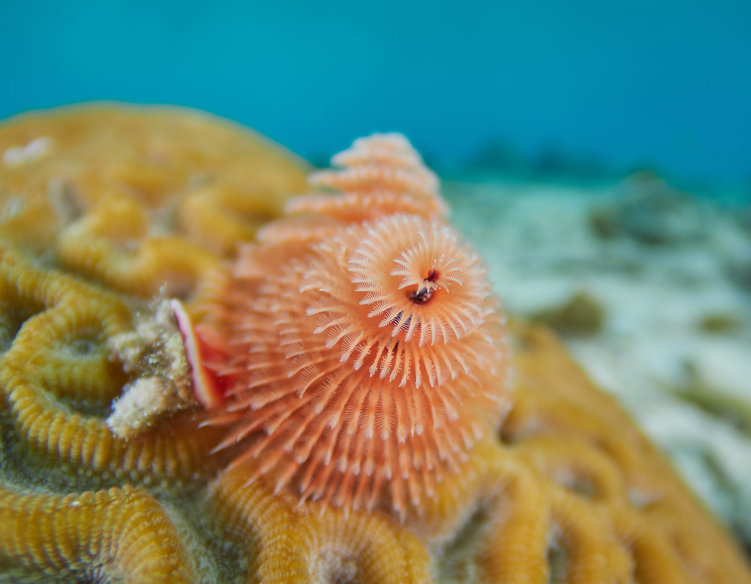 Spirobranchus giganteus @ Bonaire: Chrismas tree worm / rournatec ozdobný freediving diving