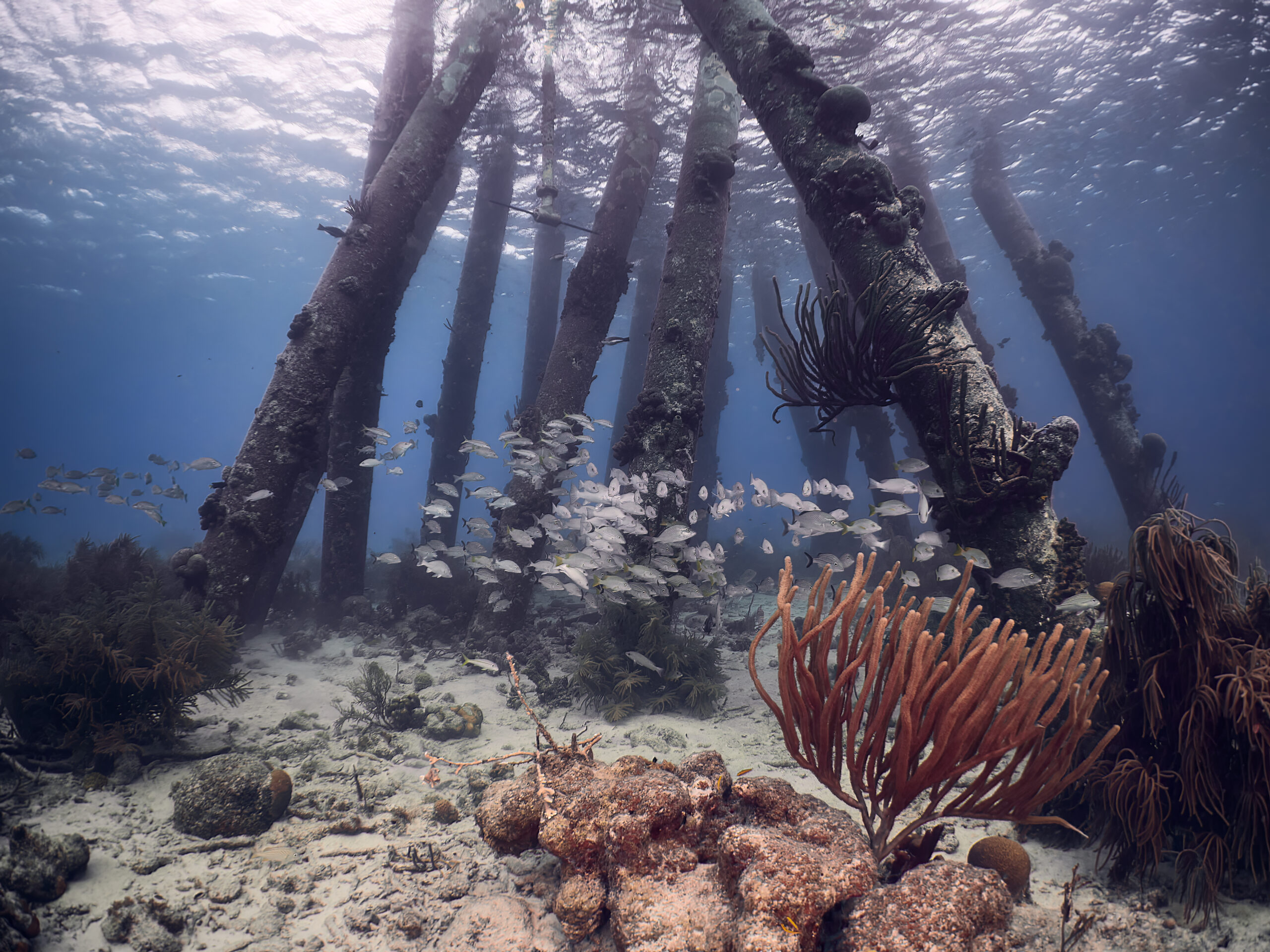 Salt Pier @ Bonaire freediving diving 