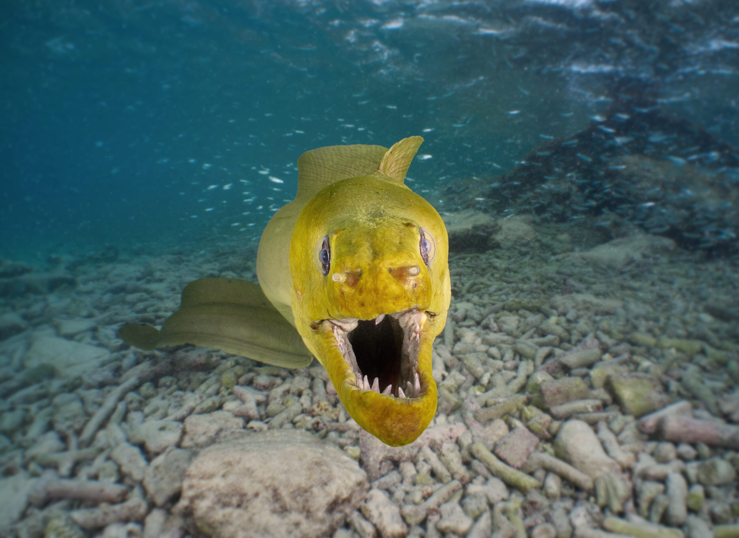 Tori’s Reef @ Bonaire: Green moray (Gymnothorax funebris) – muréna zelenavá diving freediving