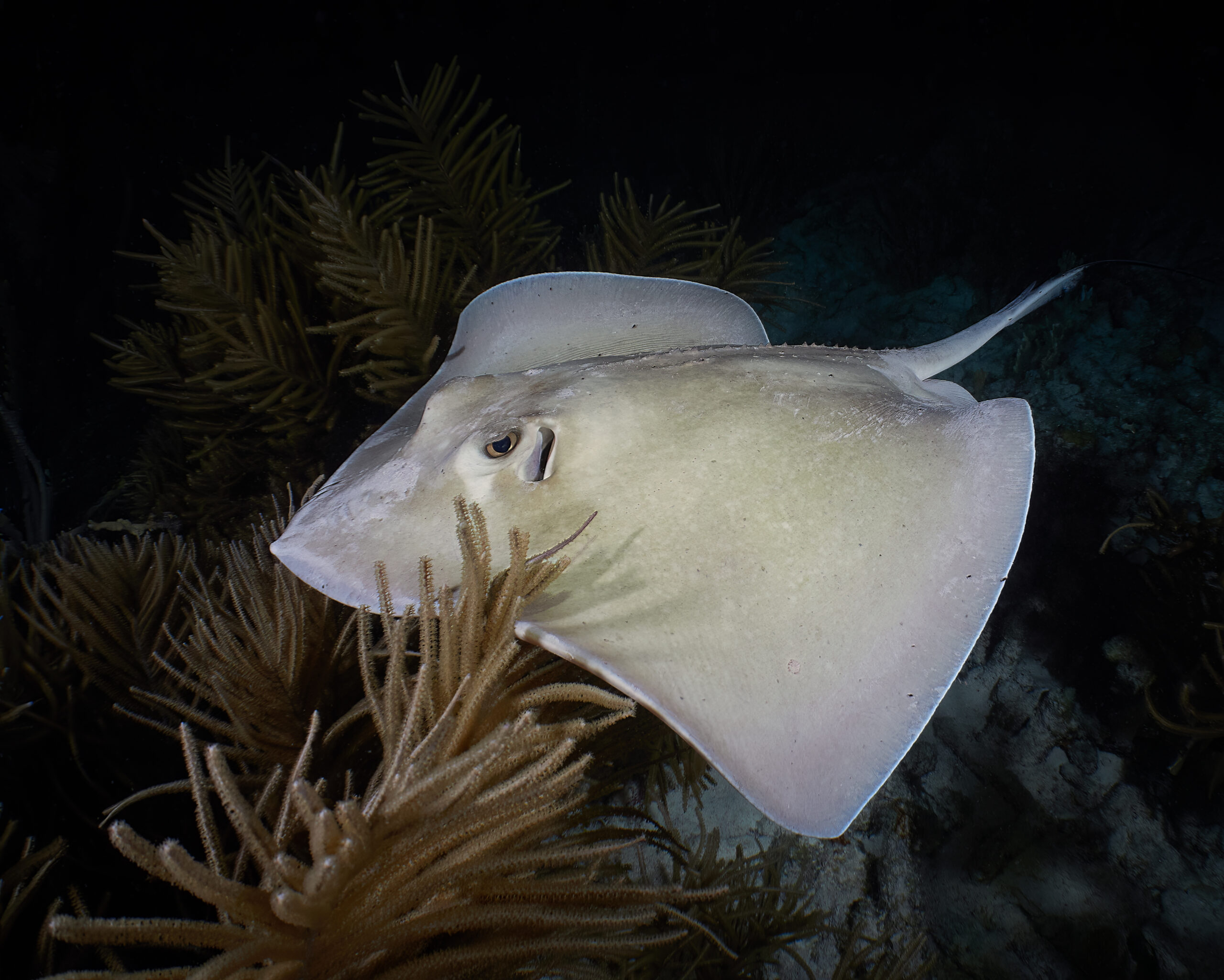 Southern stingray @ Bonaire: Trnucha americká (Dasyatis americana) freediving diving