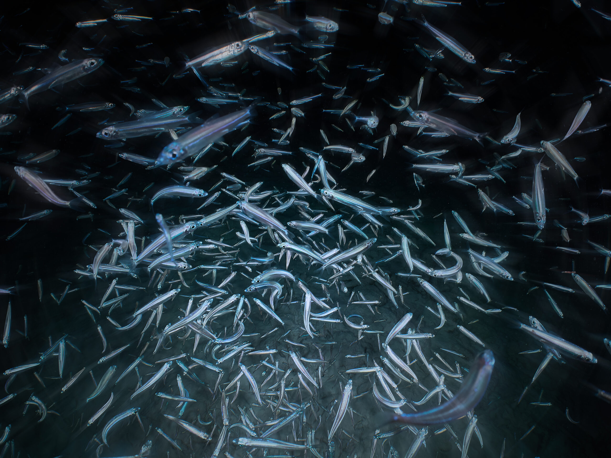 Bonfire Bonaire diving freediving night 