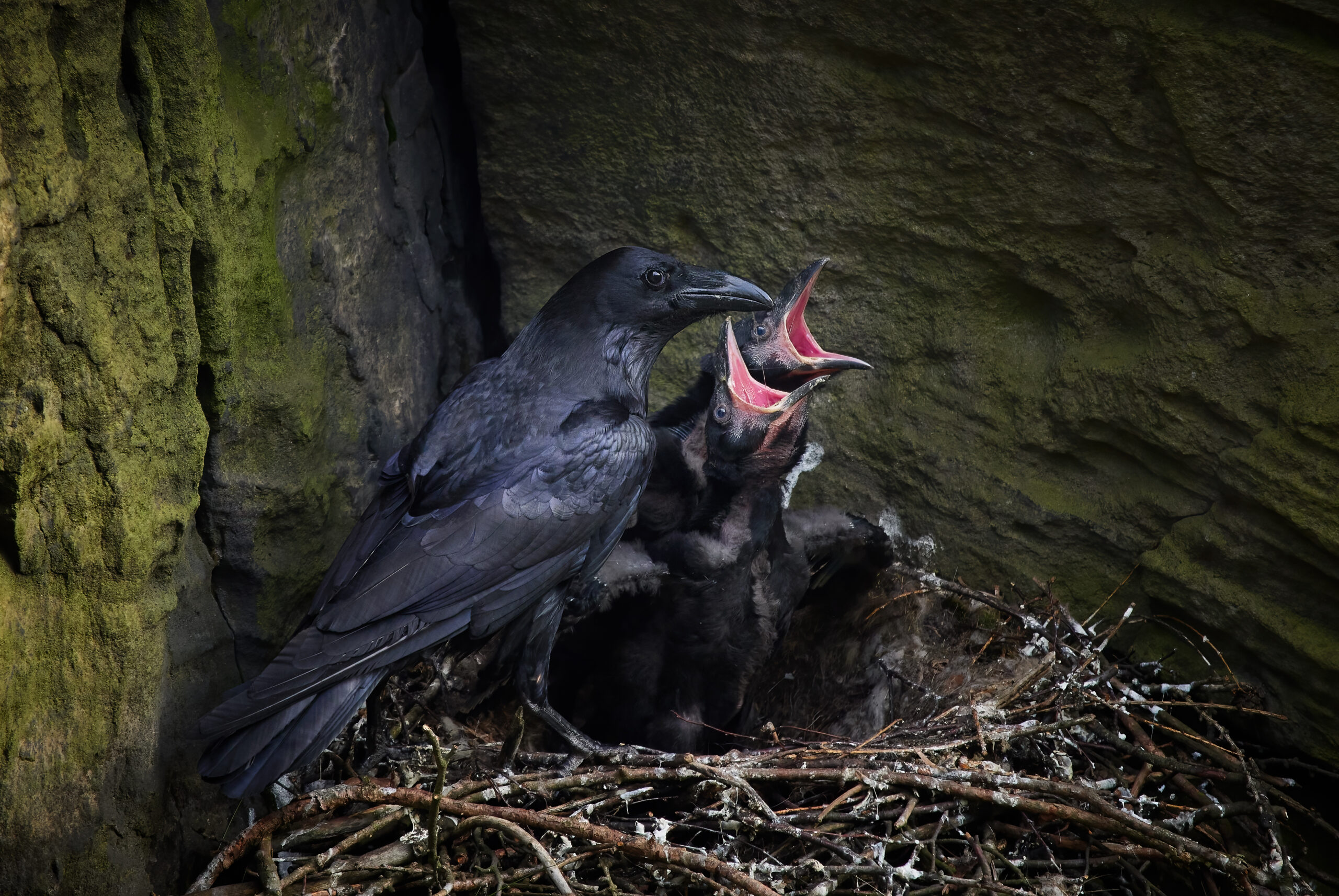 CHKO Labské pískovce: Krkavec velký (Corvus corax) 