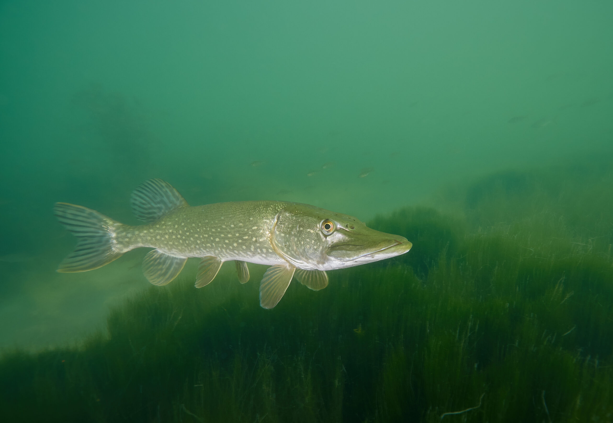 esox lucius milada štika freediving jezero diving 