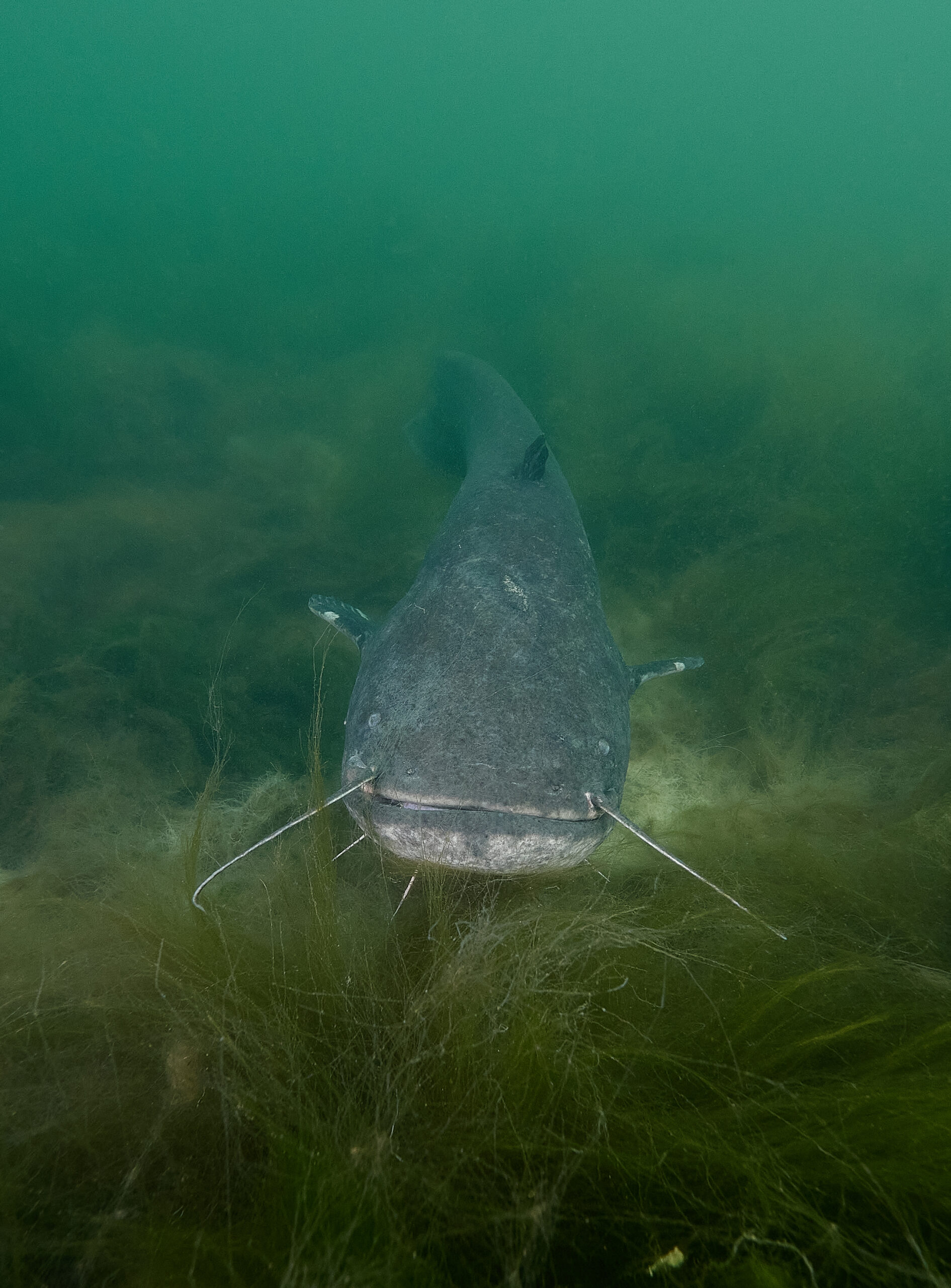 silurus glanis sumec velký jesero milada freediving diving