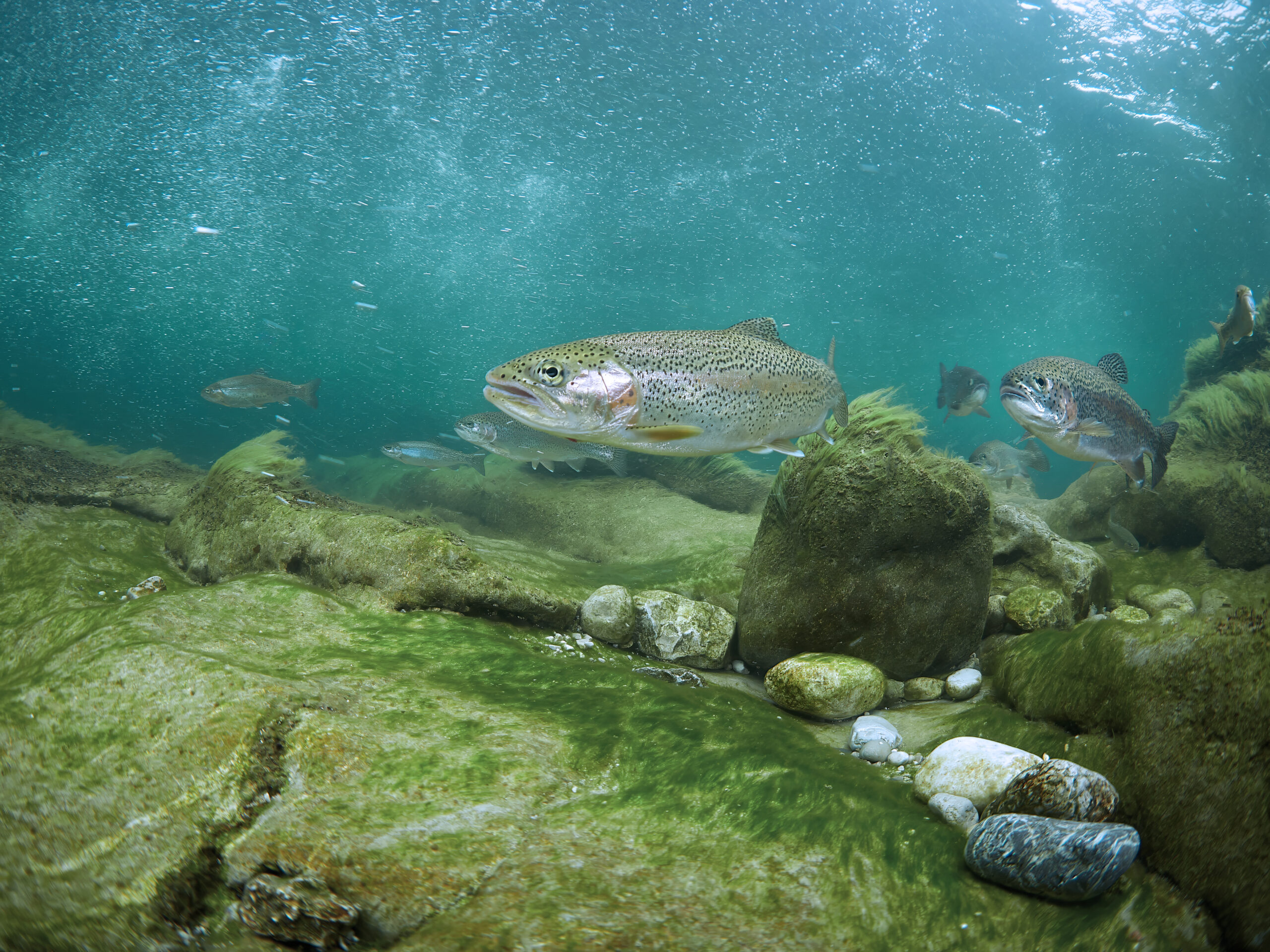 Pstruh americký duhový - Rainbow trout (Oncorhynchus mykiss) 