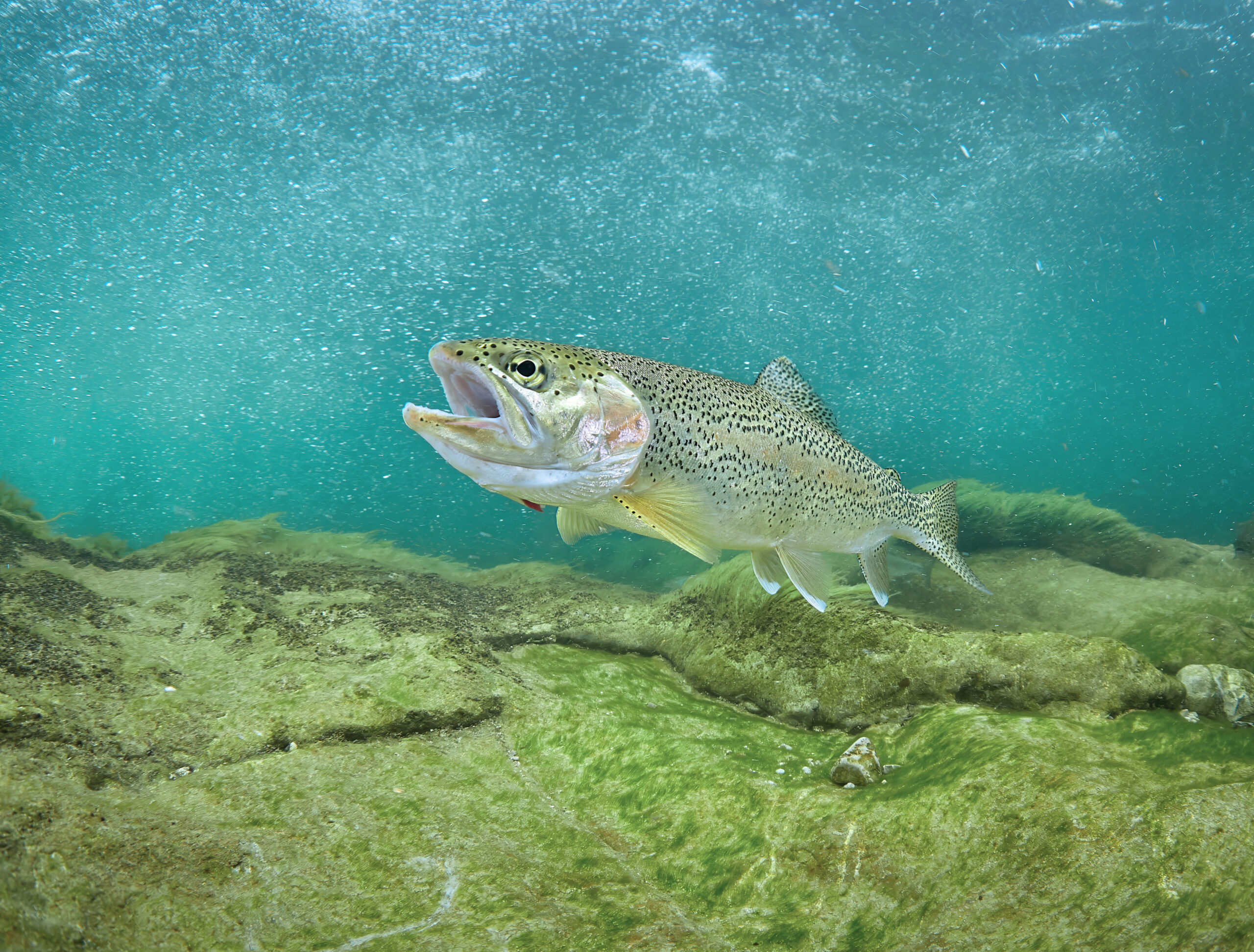Pstruh americký duhový - Rainbow trout (Oncorhynchus mykiss) 