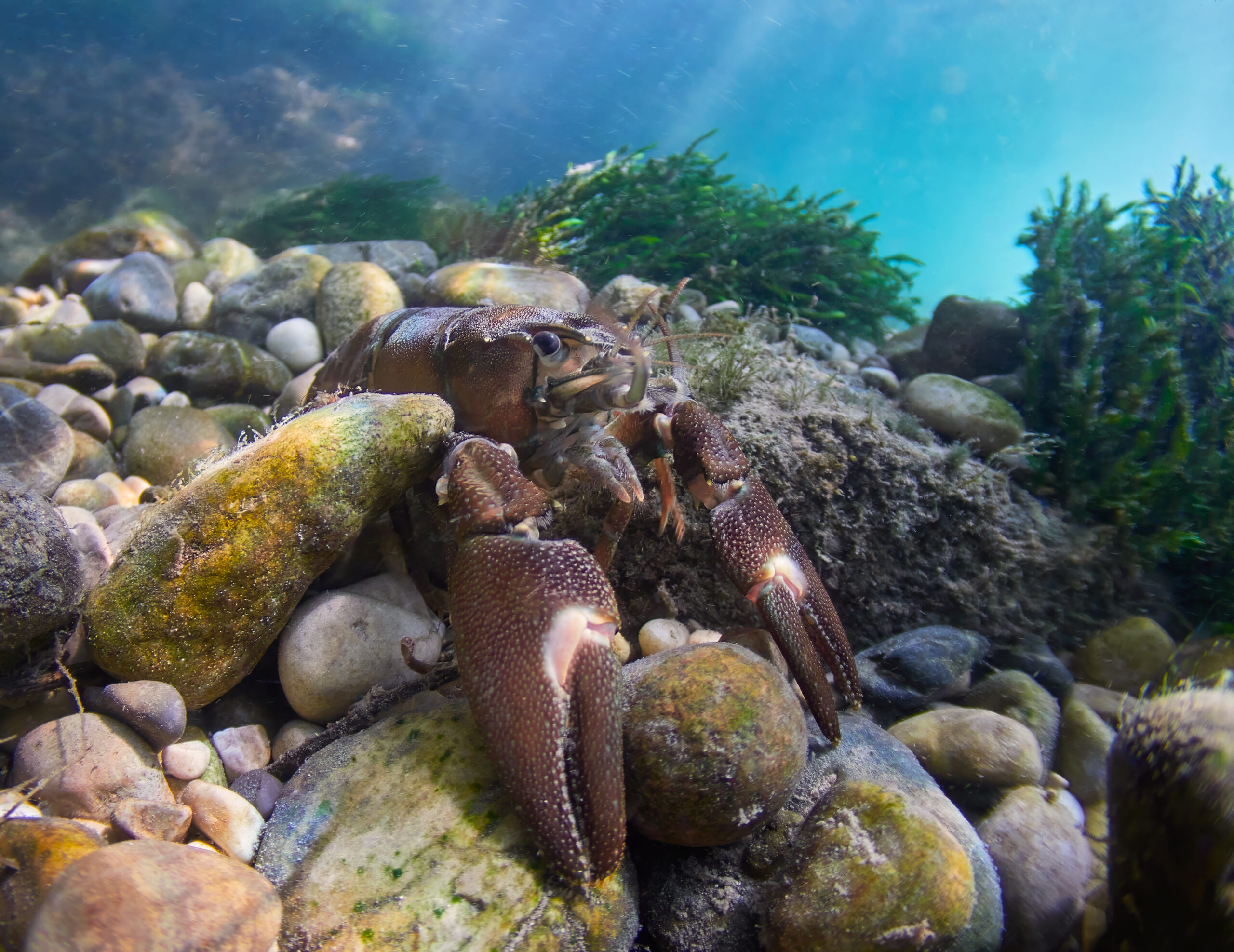 Nauticam EMWL - Rak signální - Pacifastacus leniusculus @ Austria  freediving diving 