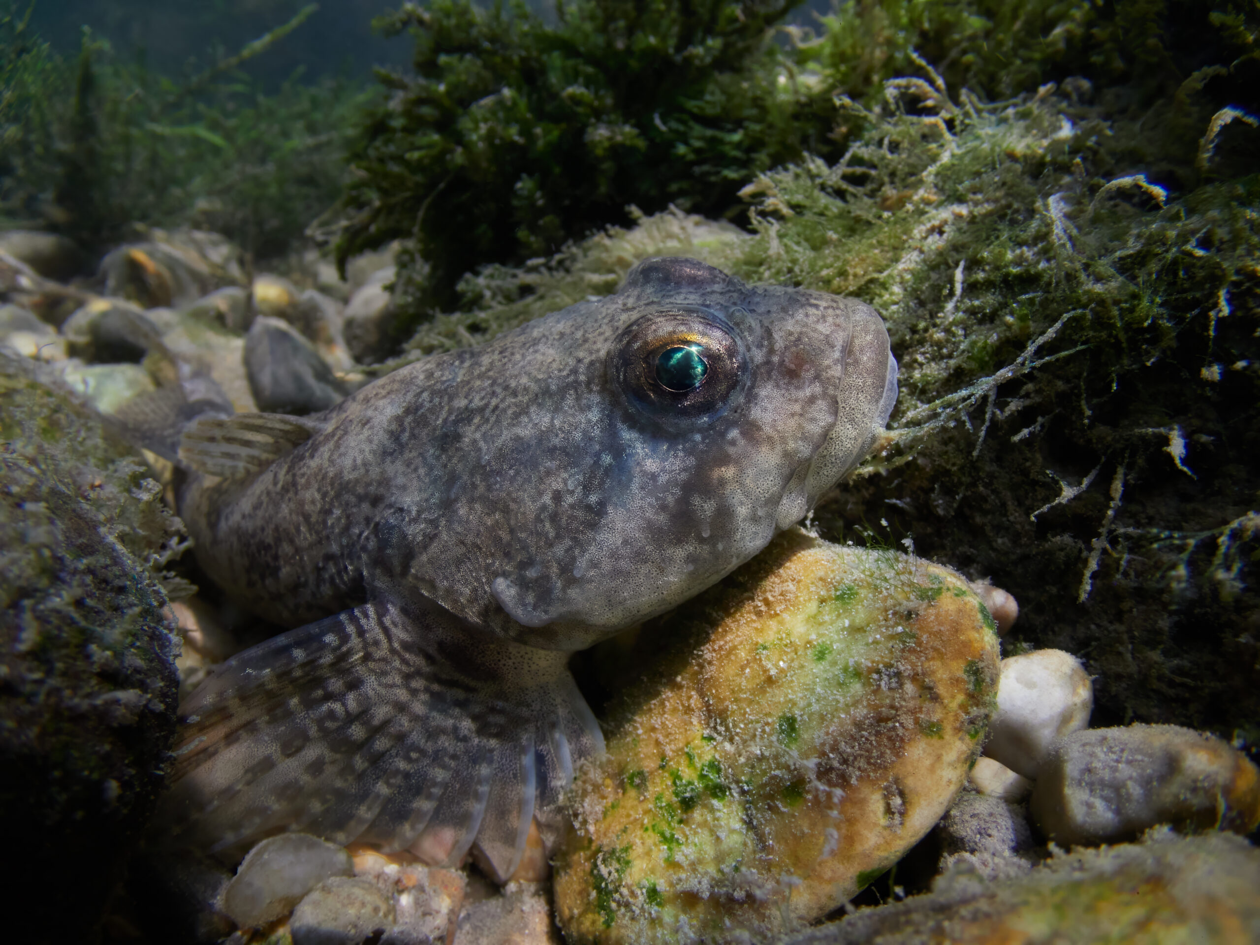 Vranka pruhoploutvá Cottus poecilopus emwl 160 nauticam freediving