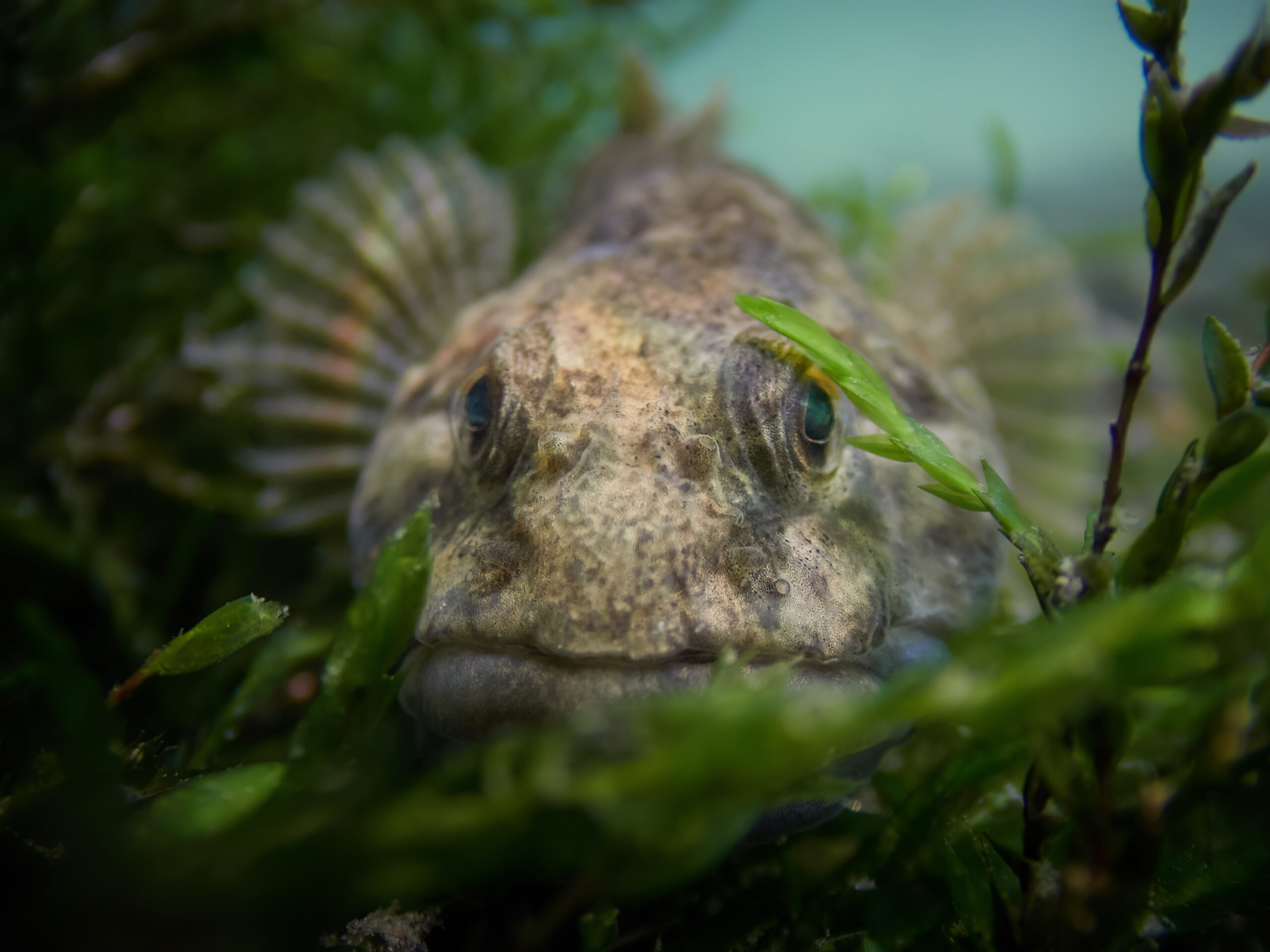 Cottus gobio vranka obecna freediving diving 