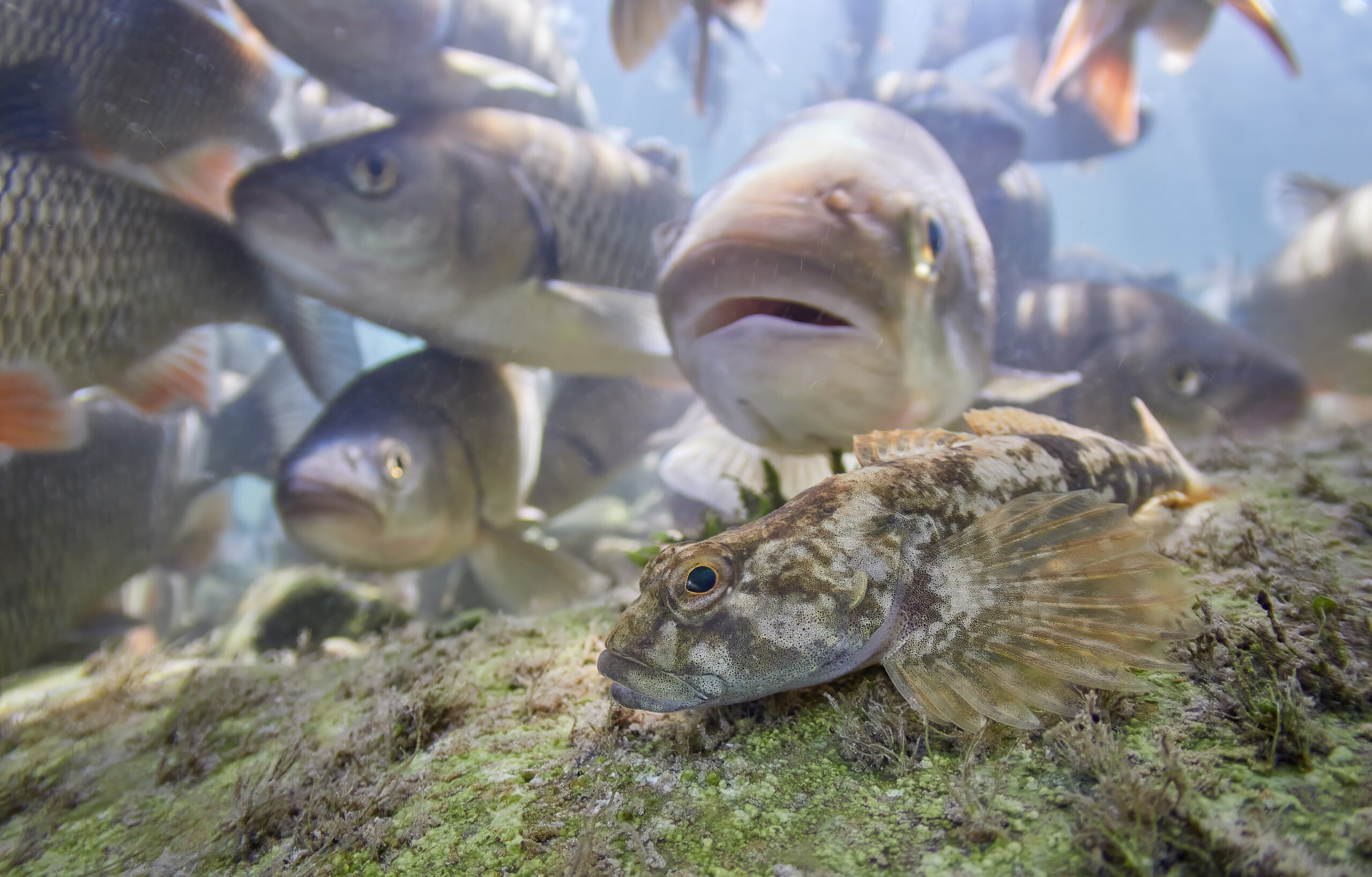 cottus gobio vranka jelec bullhead