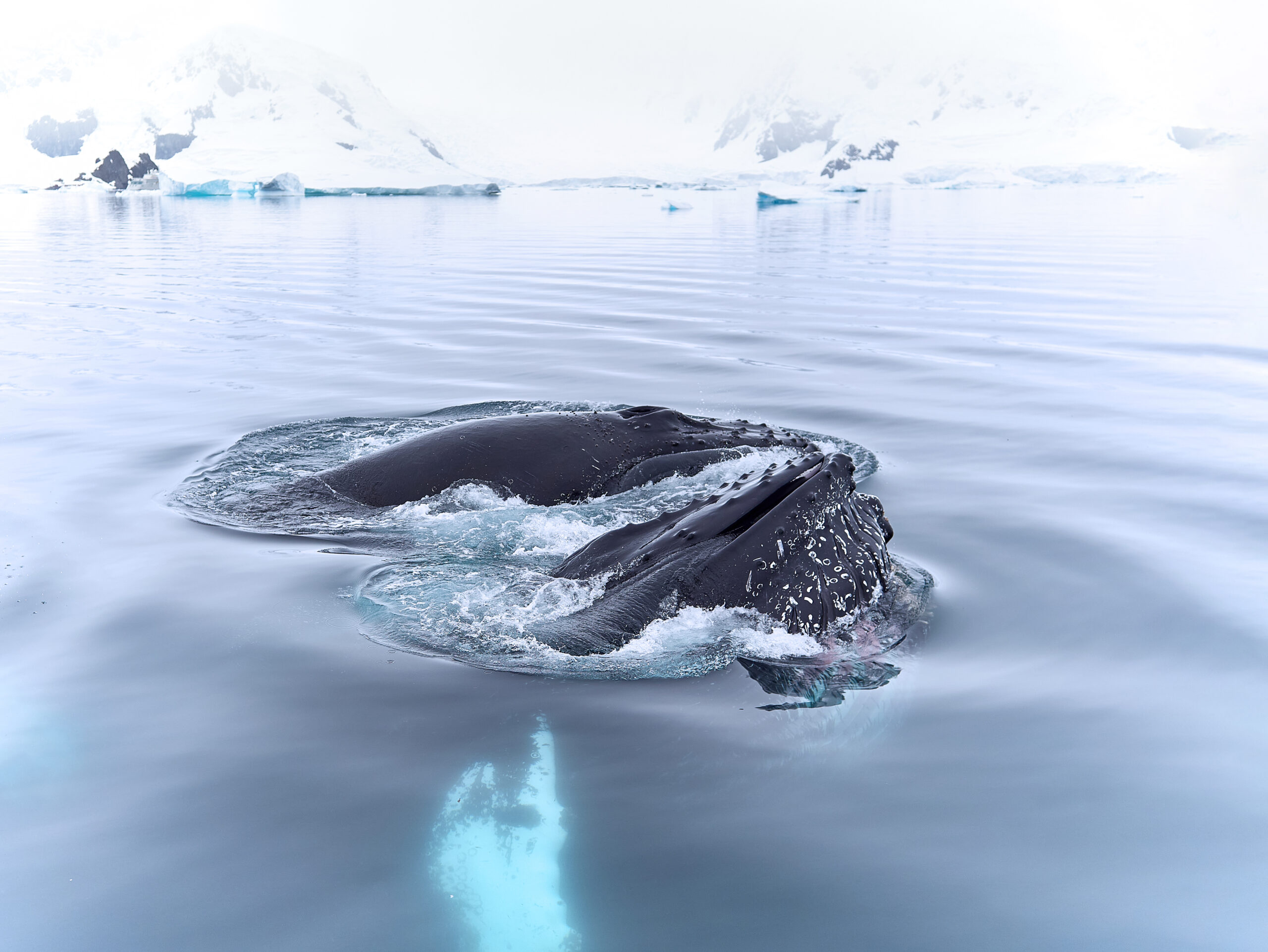Megaptera novaeangliae Paradise Bay Antarctica Keporkak Humpback whales