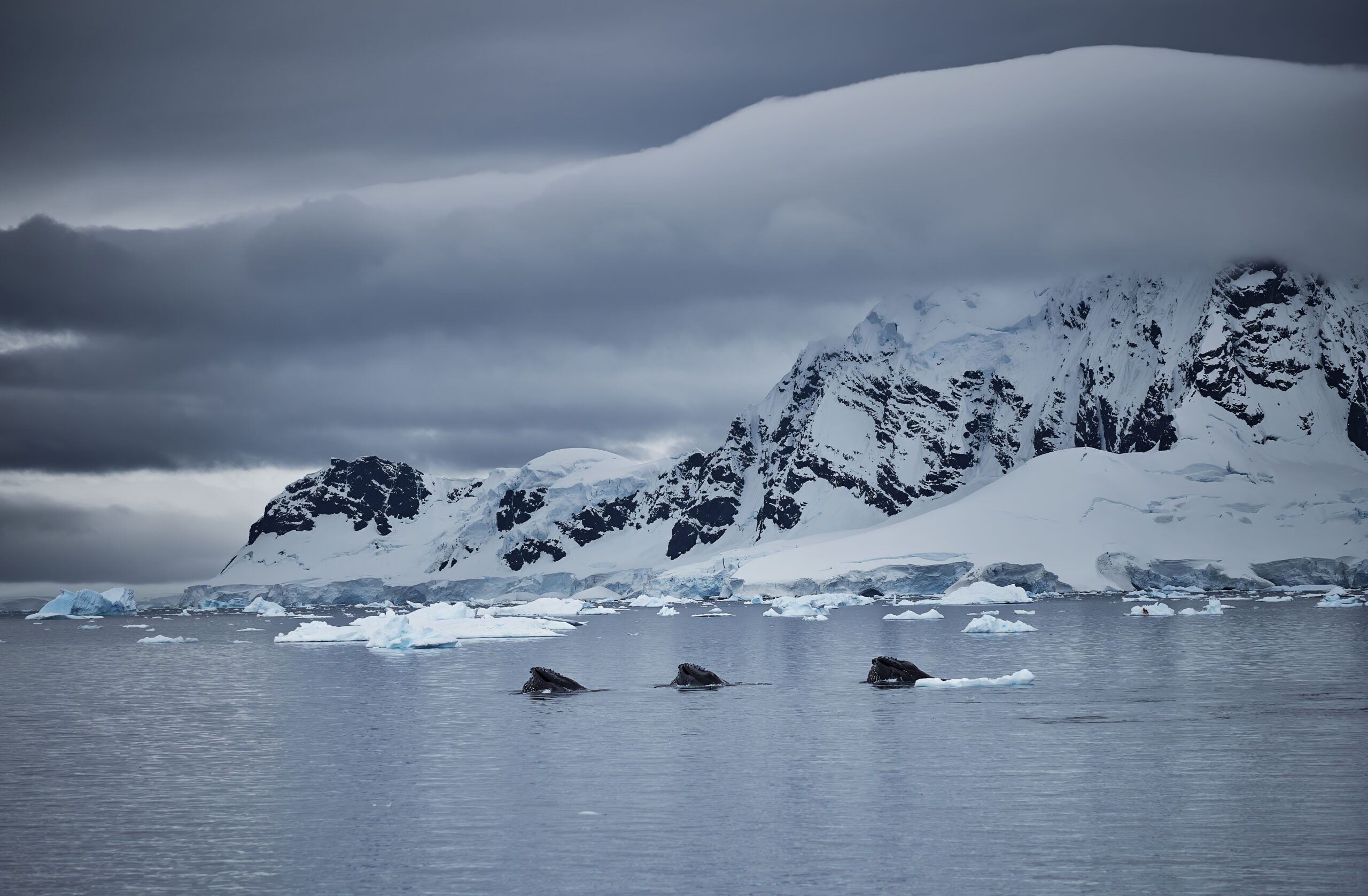 Megaptera novaeangliae Paradise Bay Antarctica Keporkak Humpback whales