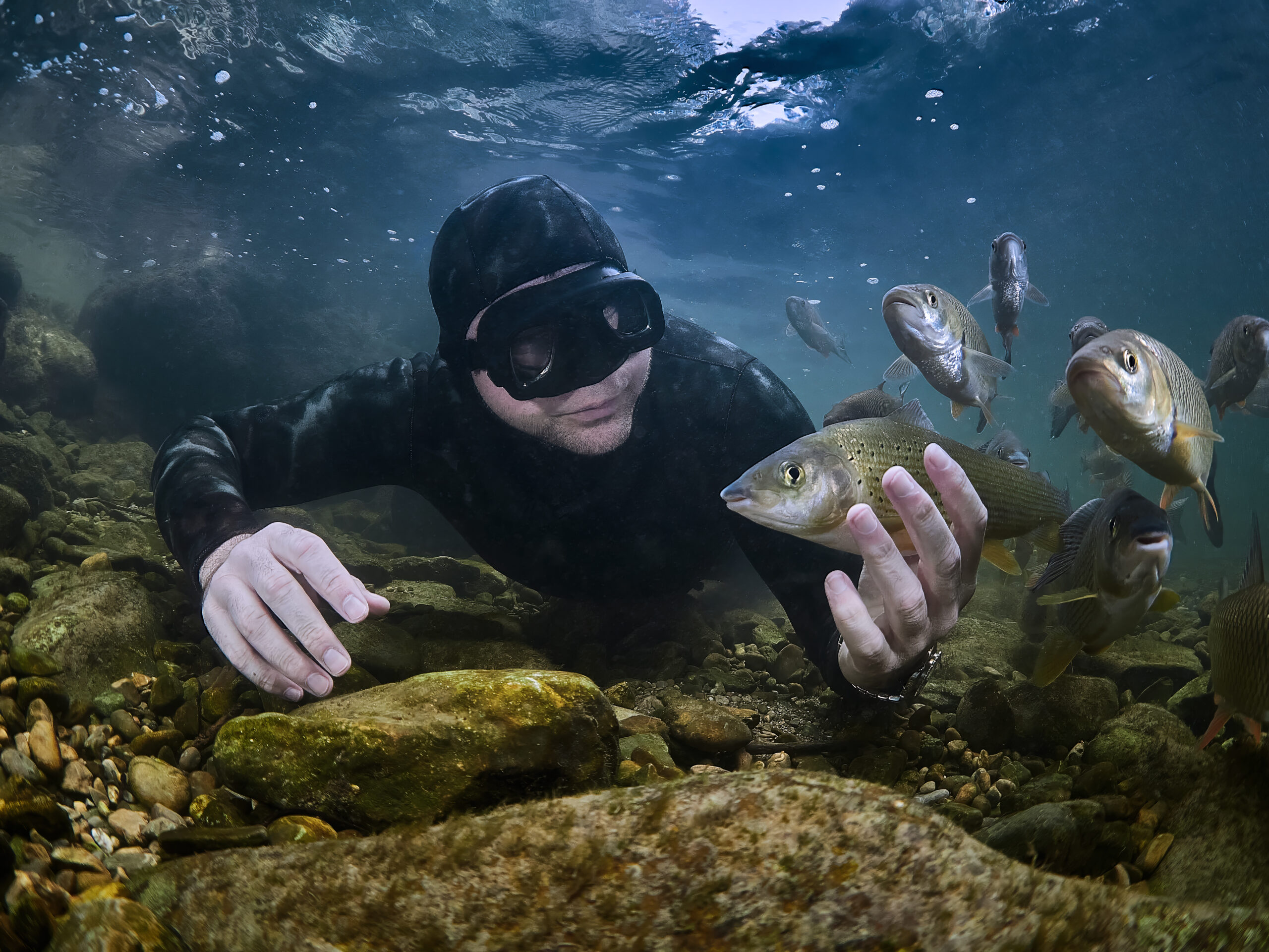 thymallus thymallus lipan podhorní freediving underwater pod hladinou 
