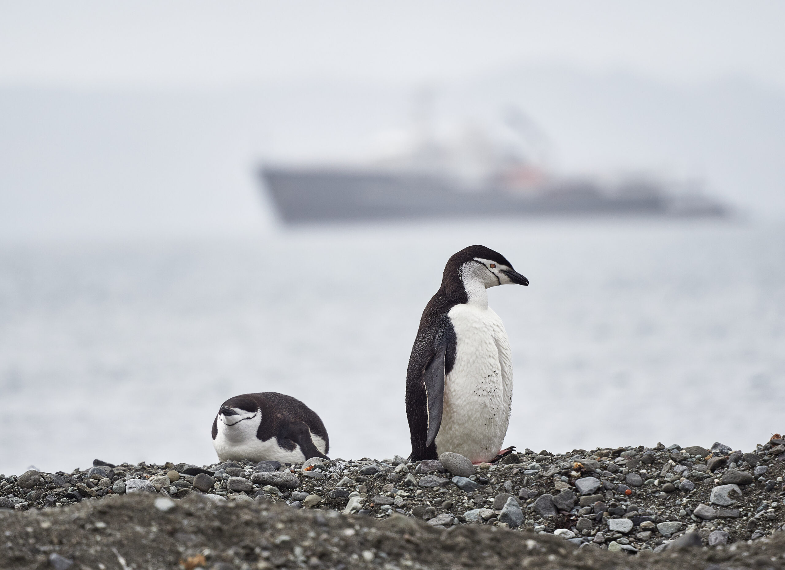 Bellinghausen polar station antaarctica penguins Pygoscelis antarcticus