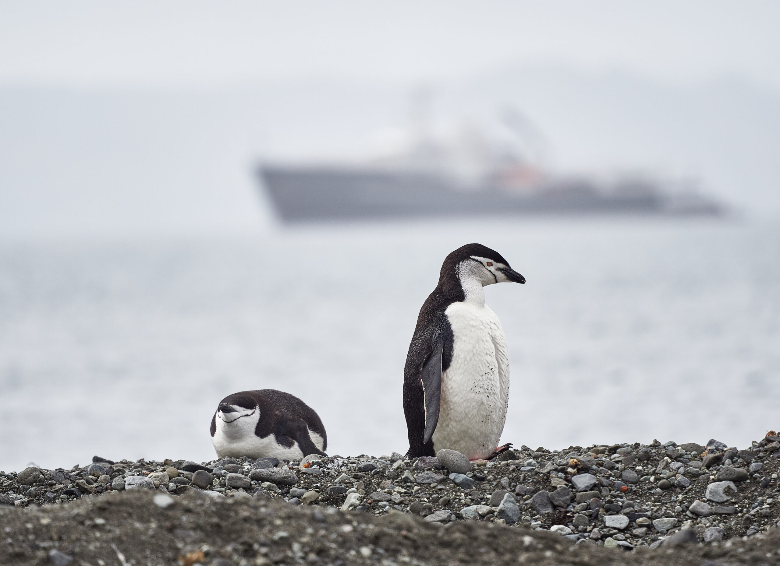 Bellinghausen polar station antaarctica penguins Pygoscelis antarcticus