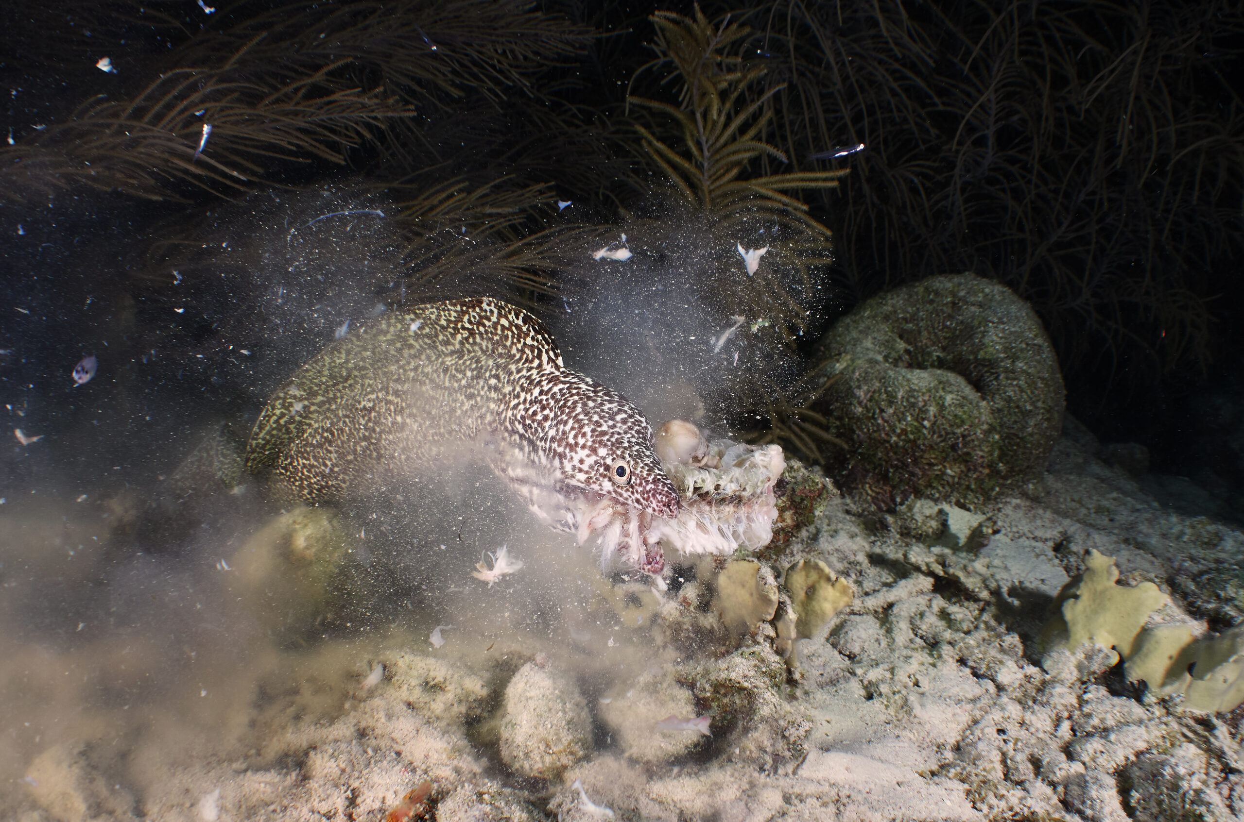 Gymnothorax moringa Spotted moray freediving bonaire diving 