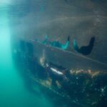 Wreck of the Governoren Guvernøren Antarctica Antarktida diving freediving Global Surveyor