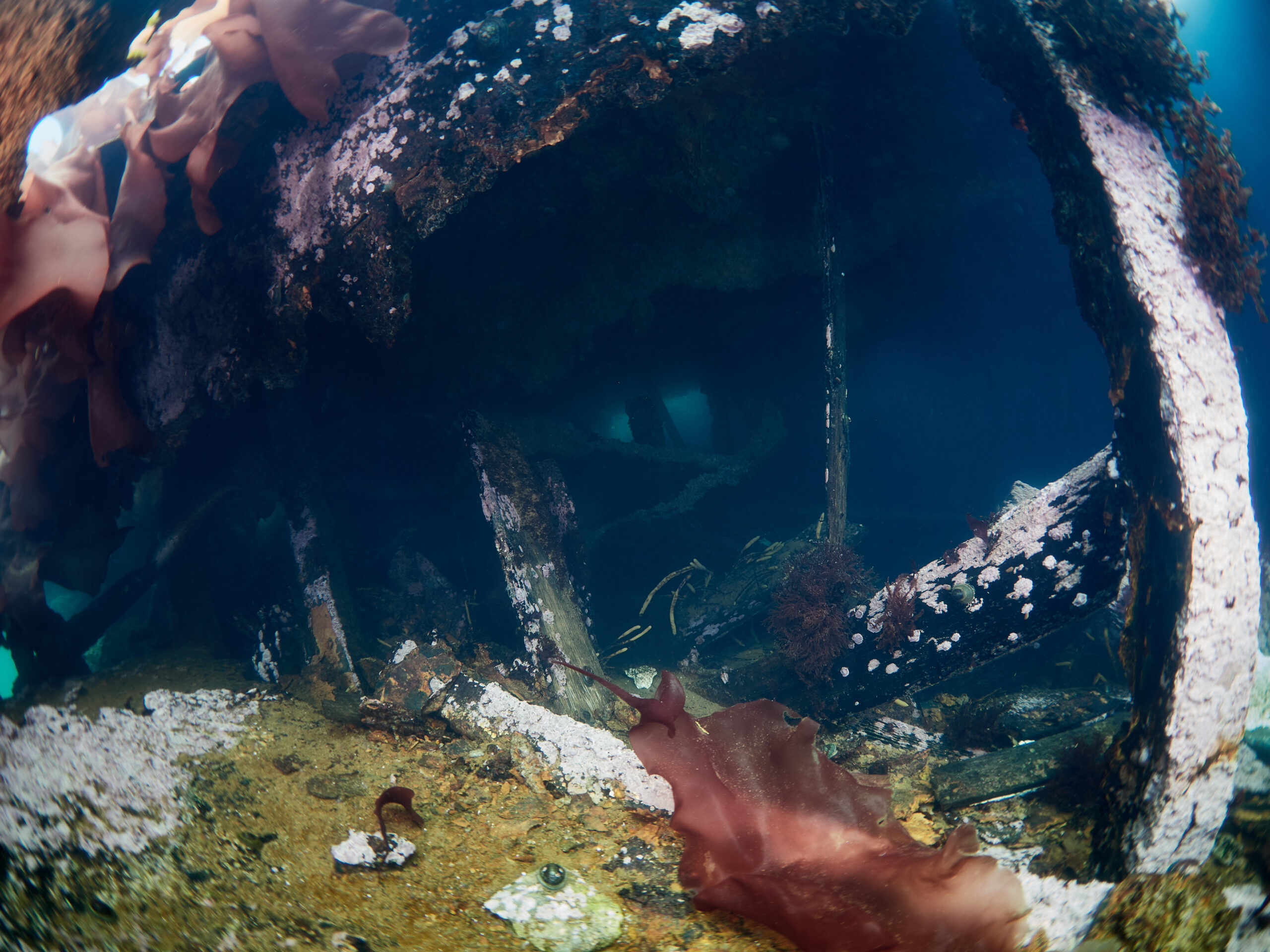 Wreck of the Governoren Guvernøren Antarctica Antarktida diving freediving Global Surveyor