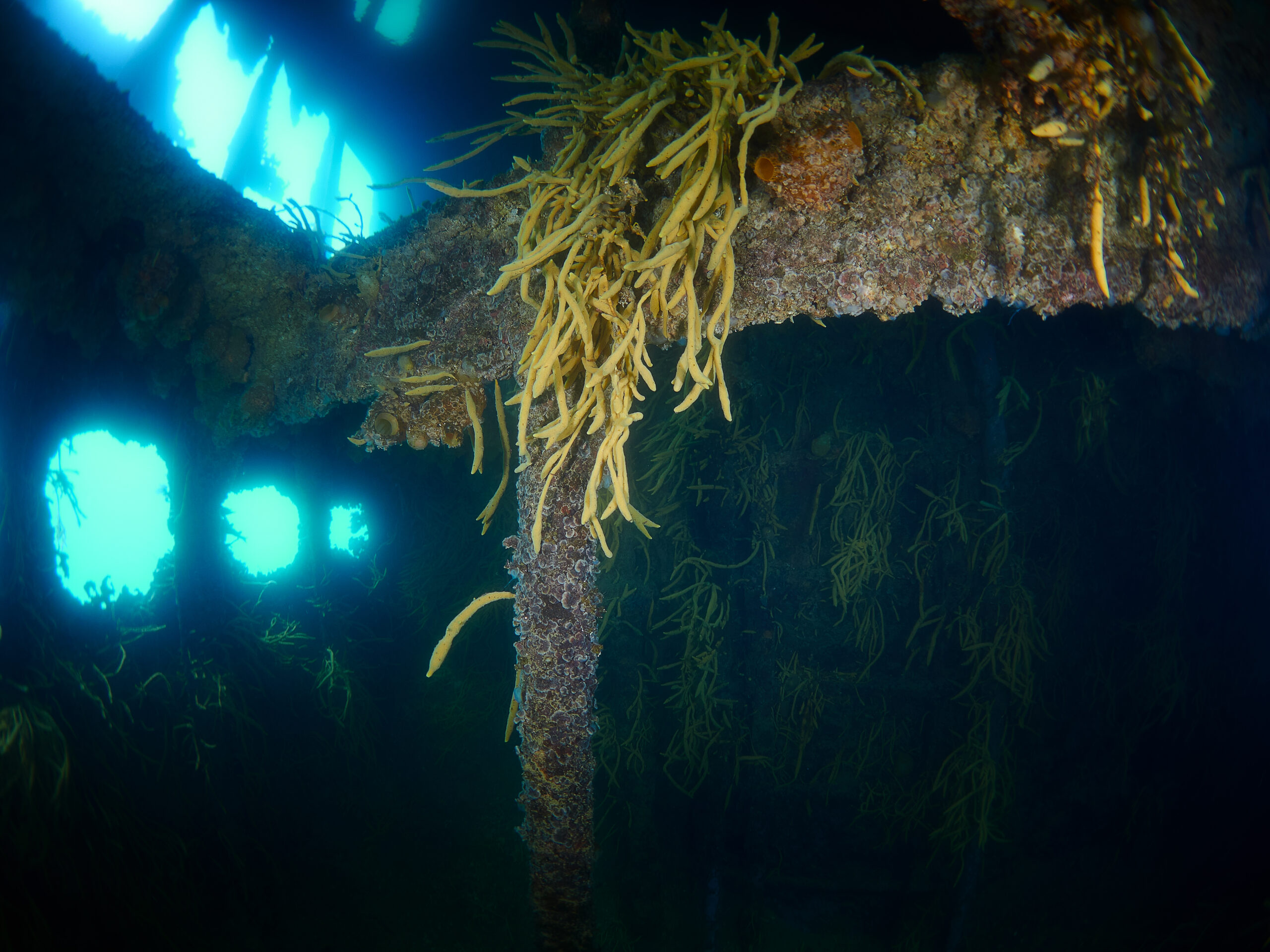 Wreck of the Governoren Guvernøren Antarctica Antarktida diving freediving Global Surveyor