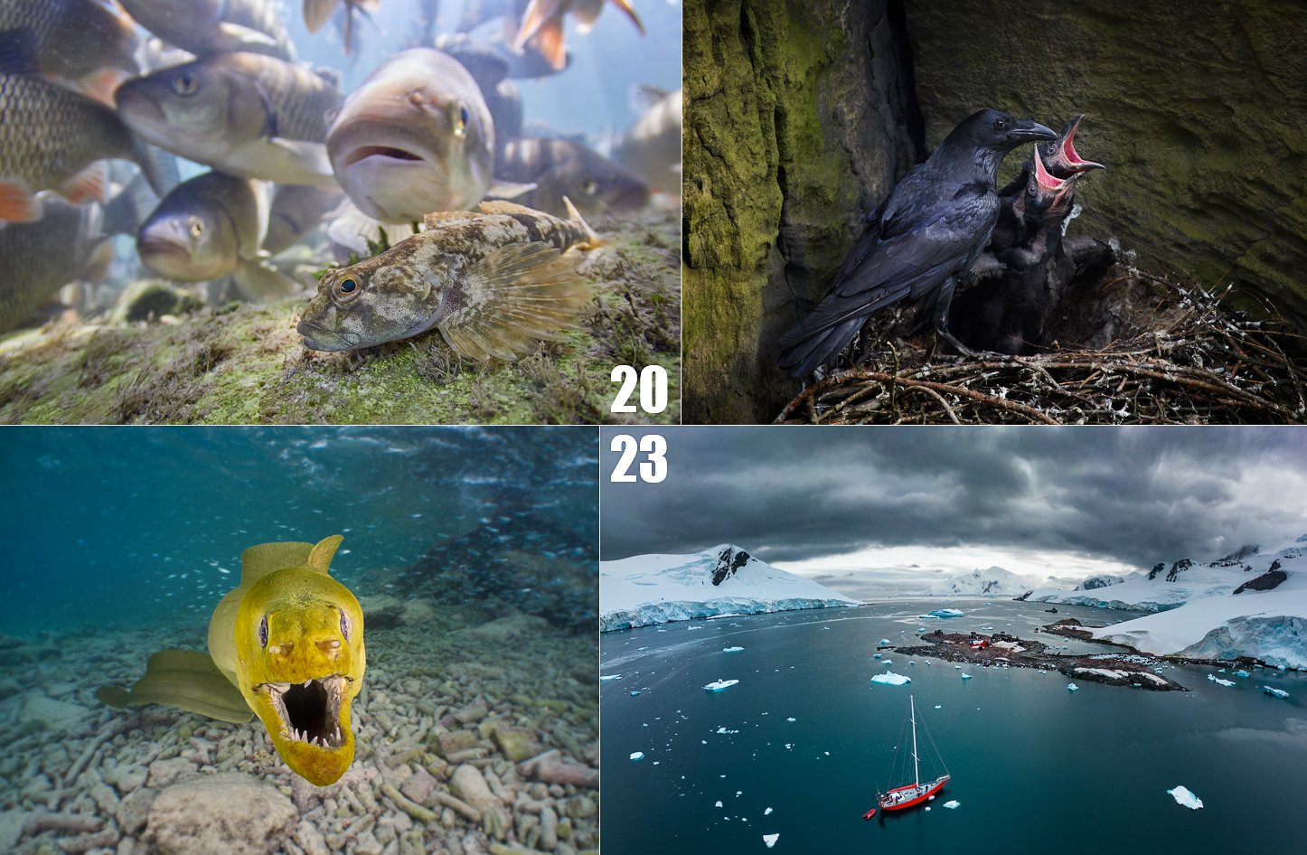 Photo moments 2023 freediving wildlife apneasite