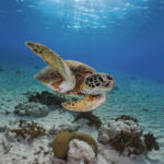 Chelonia mydas freediving bonaire