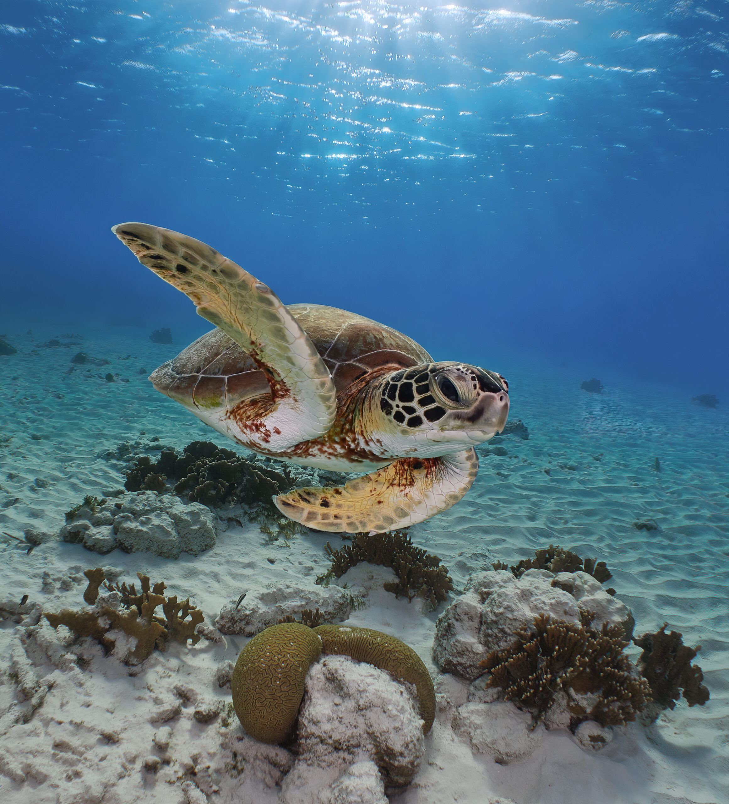 Chelonia mydas freediving bonaire 