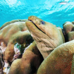 Gymnothorax funebralis green moray muréna Bonaire freedivinf divinf freediver