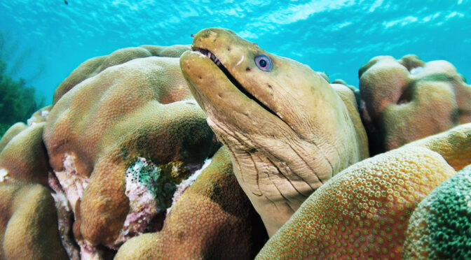 Gymnothorax funebralis green moray muréna Bonaire freedivinf divinf freediver
